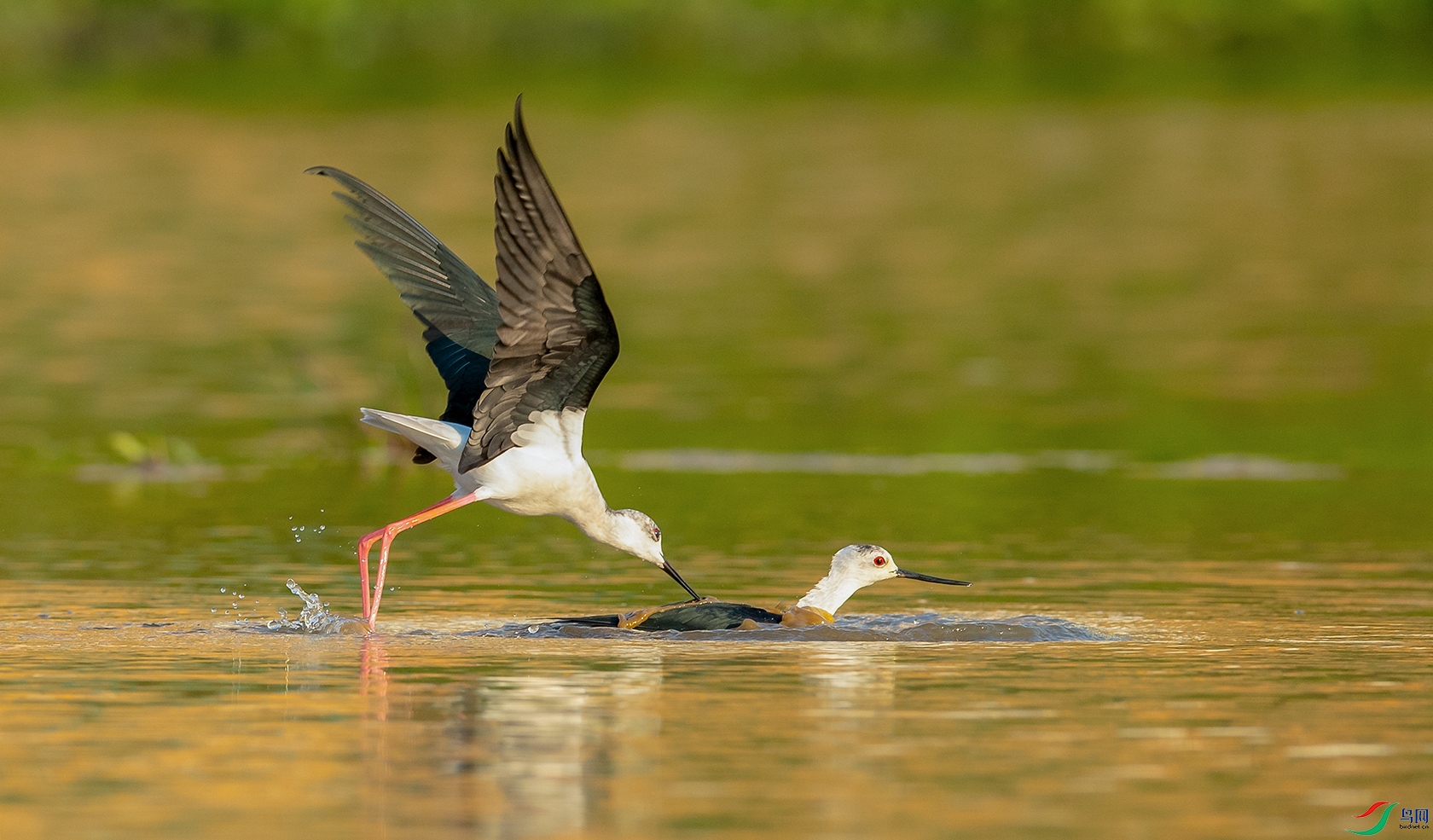 �ڳ᳤���� - ����.jpg