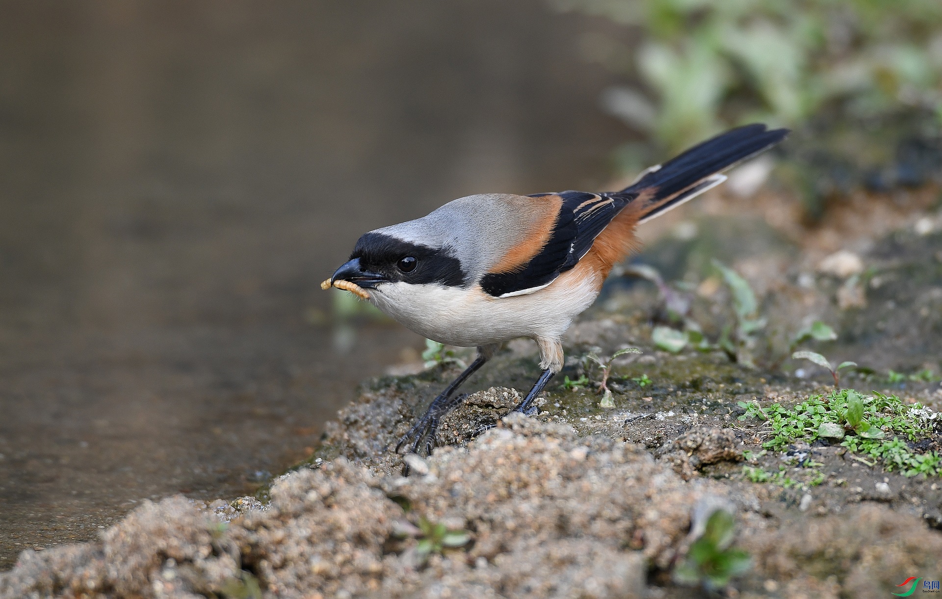 DSC_6416.jpg