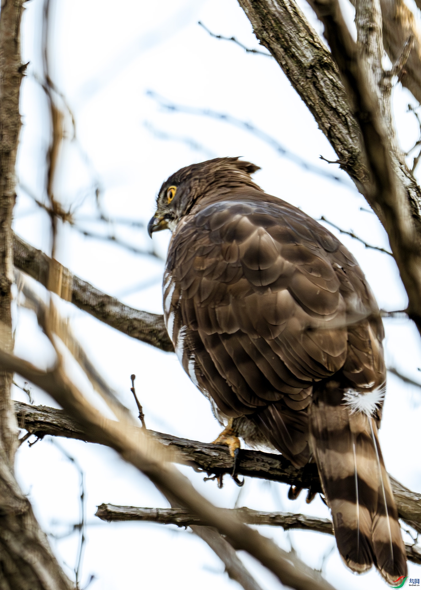 DSC_2948-����ǿ-NR ����.jpg