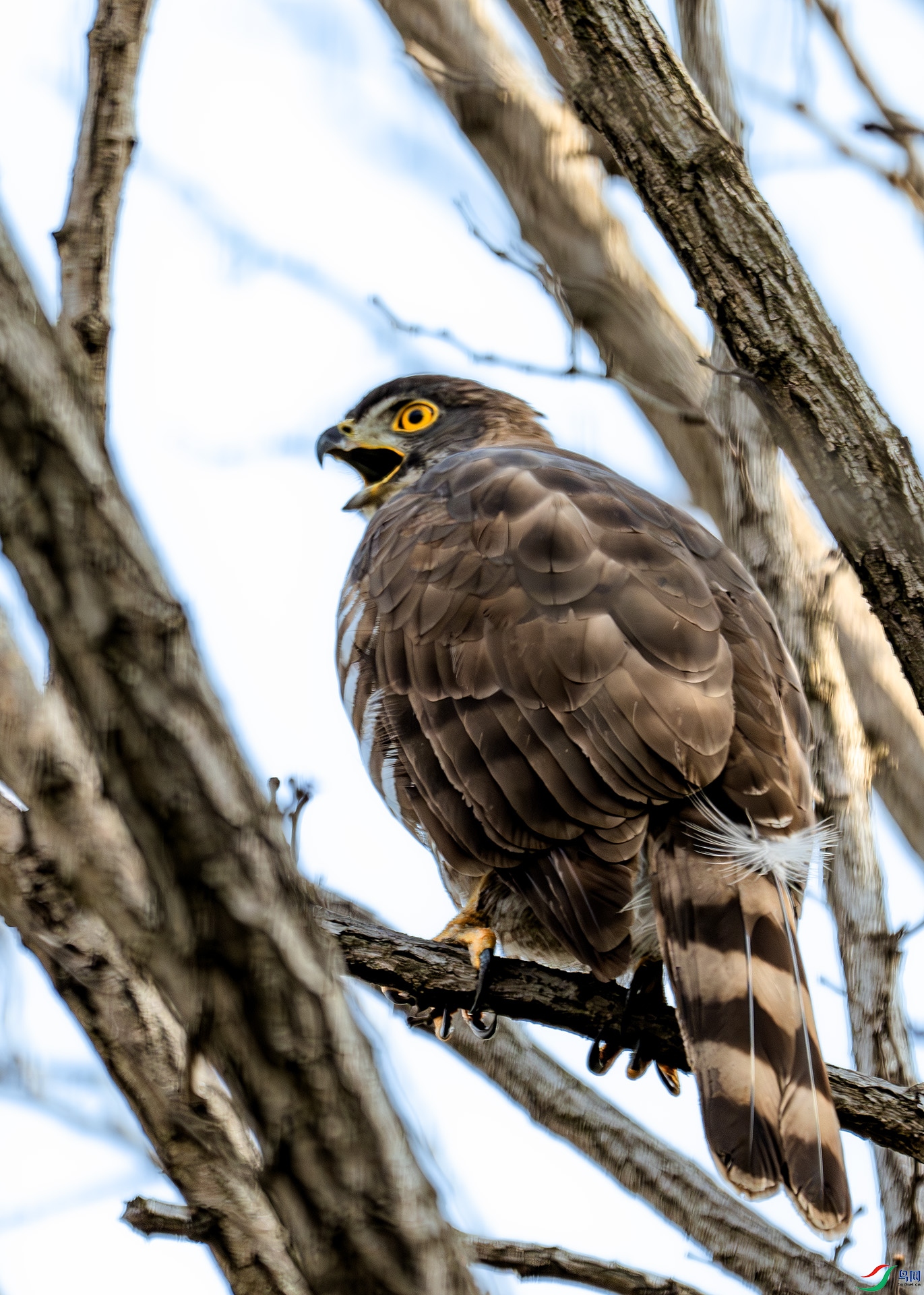 DSC_2951-����ǿ-NR ����.jpg