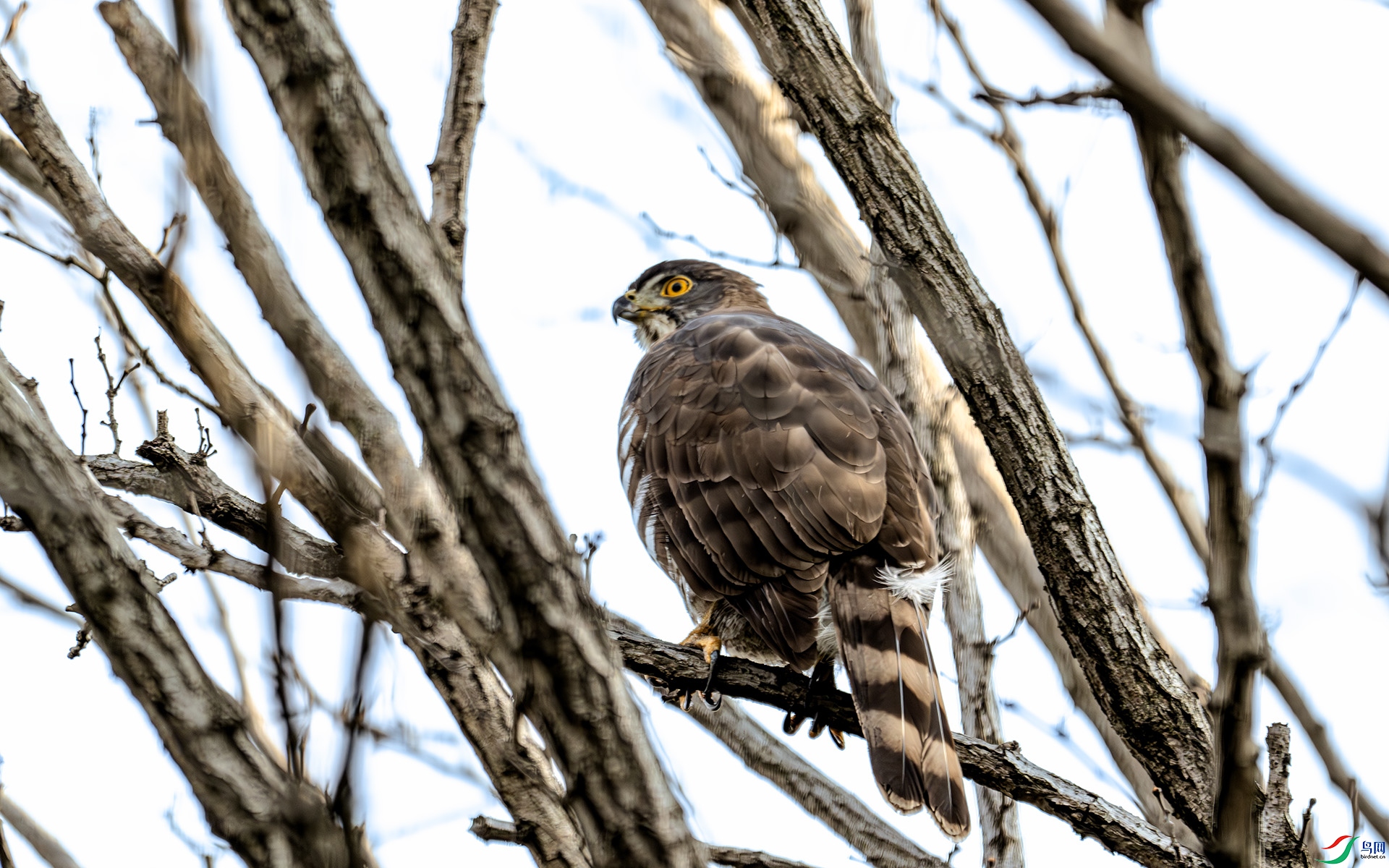 DSC_2954-����ǿ-NR ����.jpg