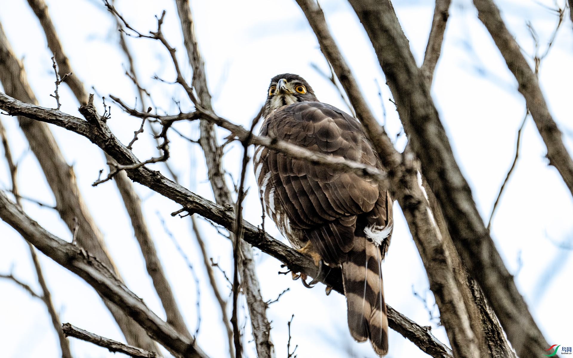 DSC_2957 ����.jpg