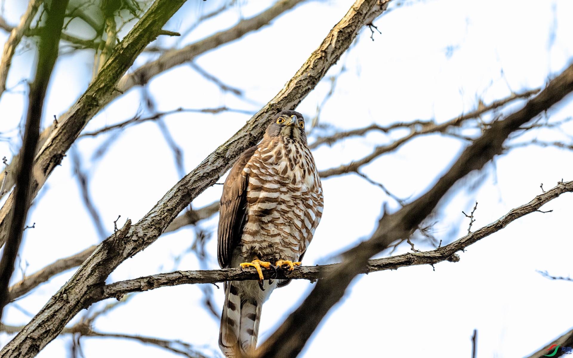 DSC_2979 ����.jpg