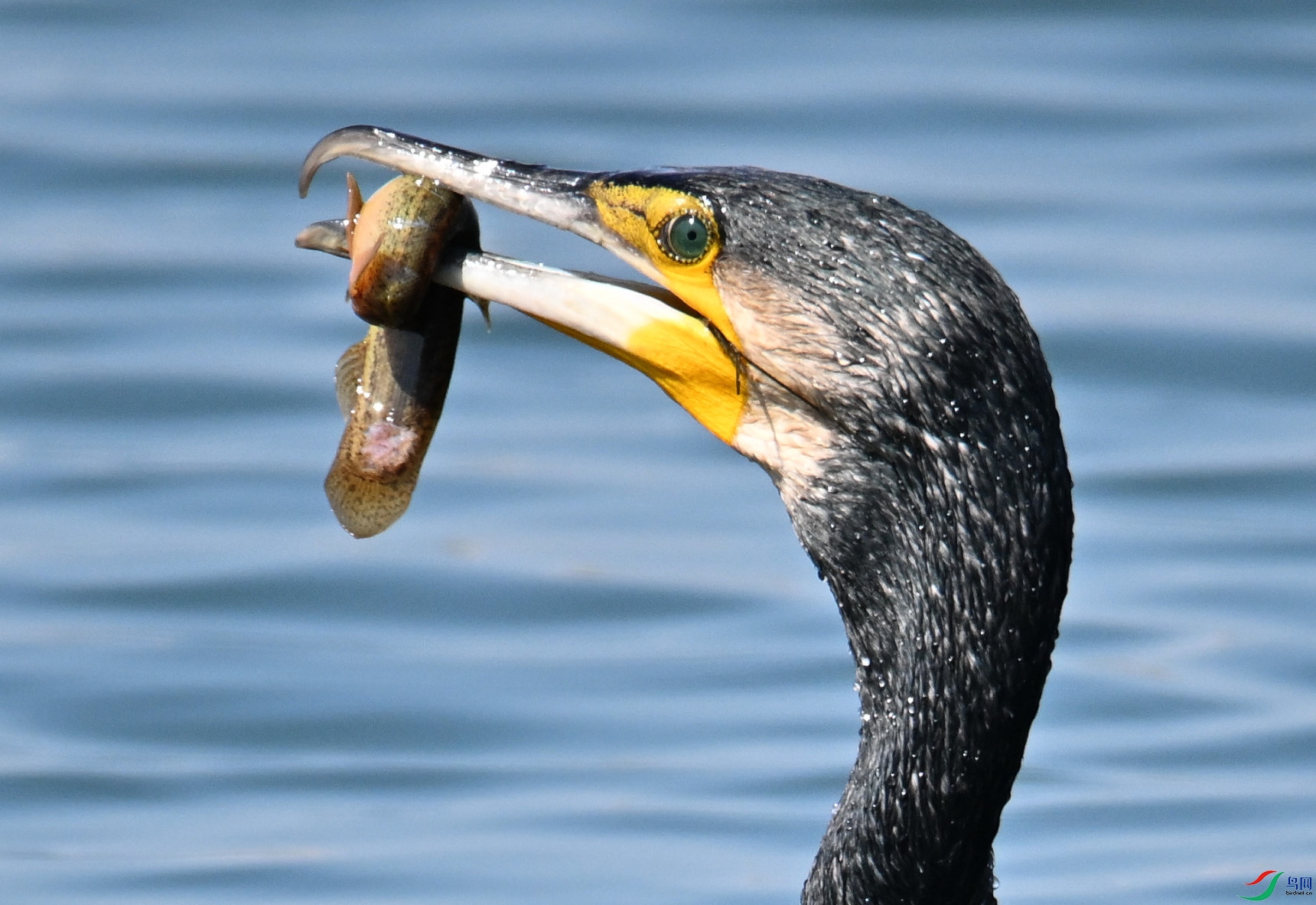 DSC_6111.JPG