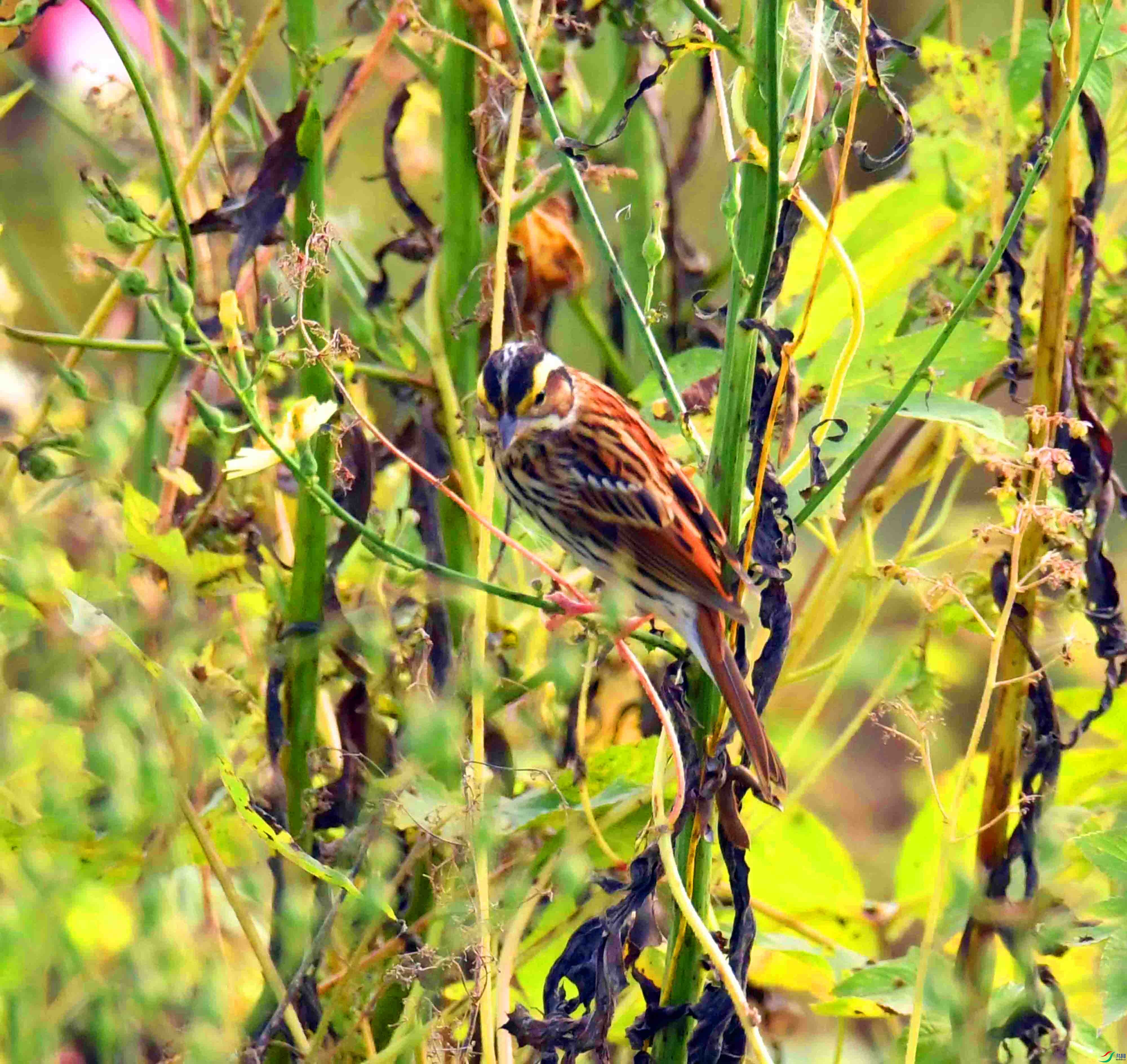 DSC_5965.JPG