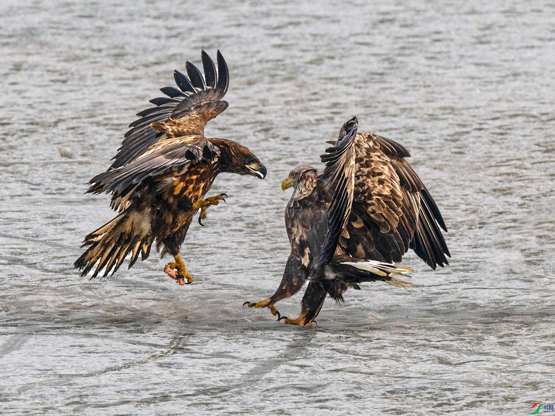 ��β����