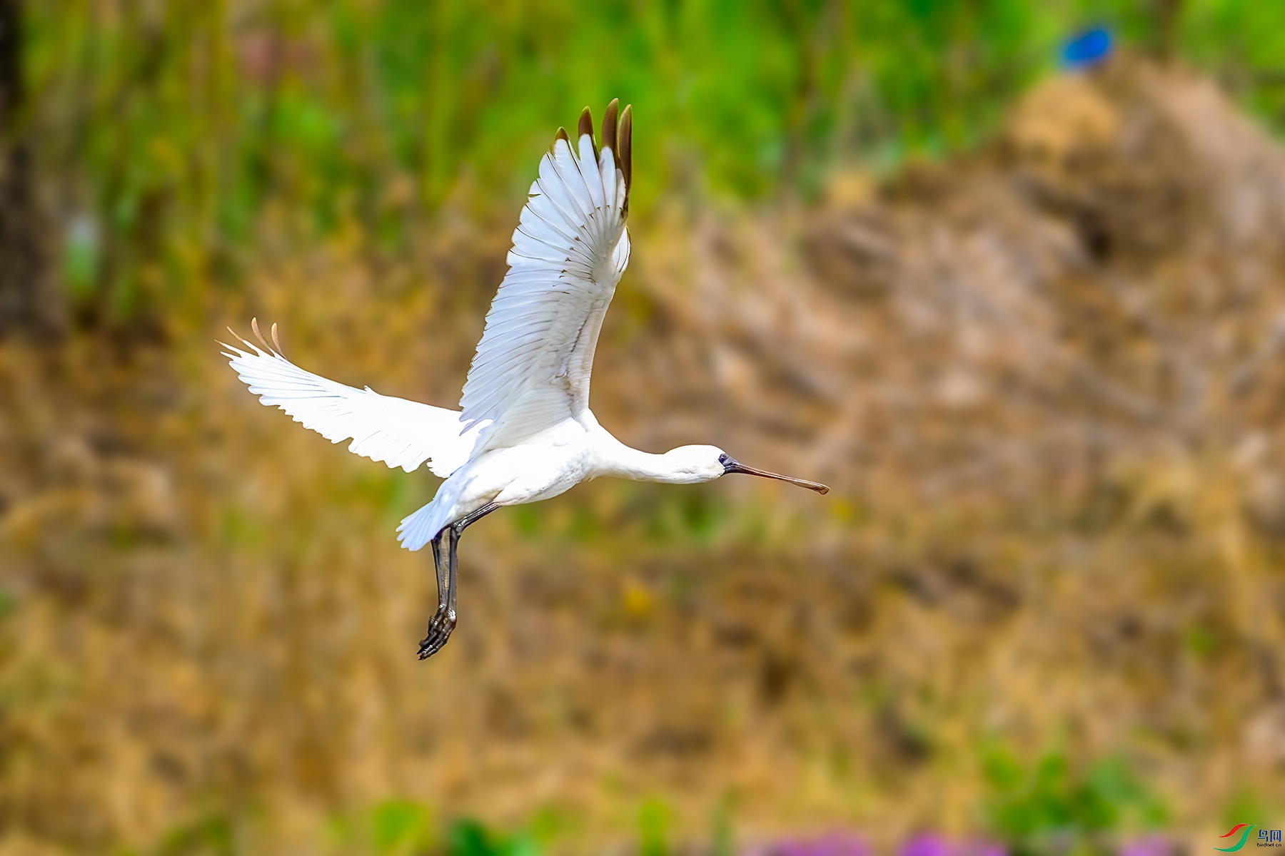 DSC_2876b.jpg