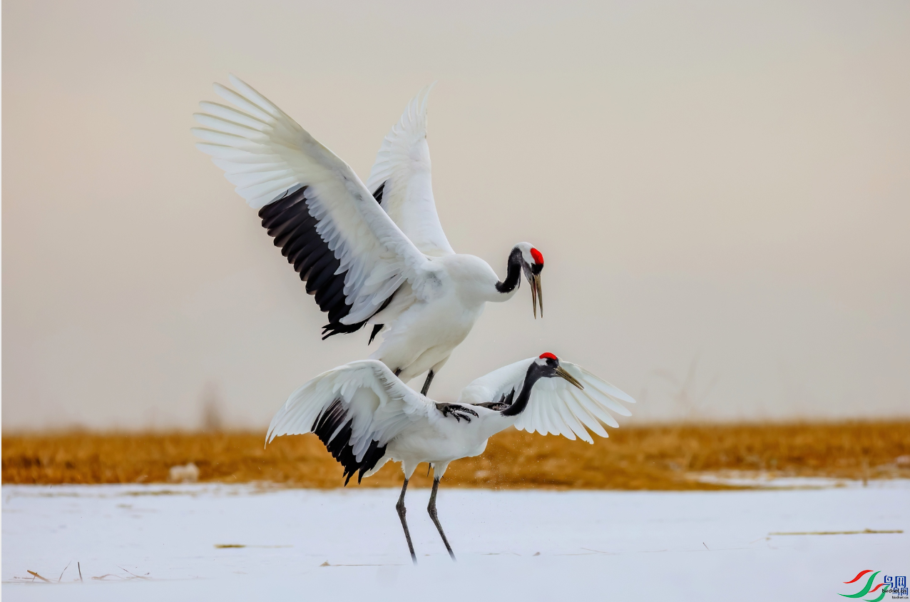 ѩ�м��� [�ٻ��������] ���Ŀ���.png