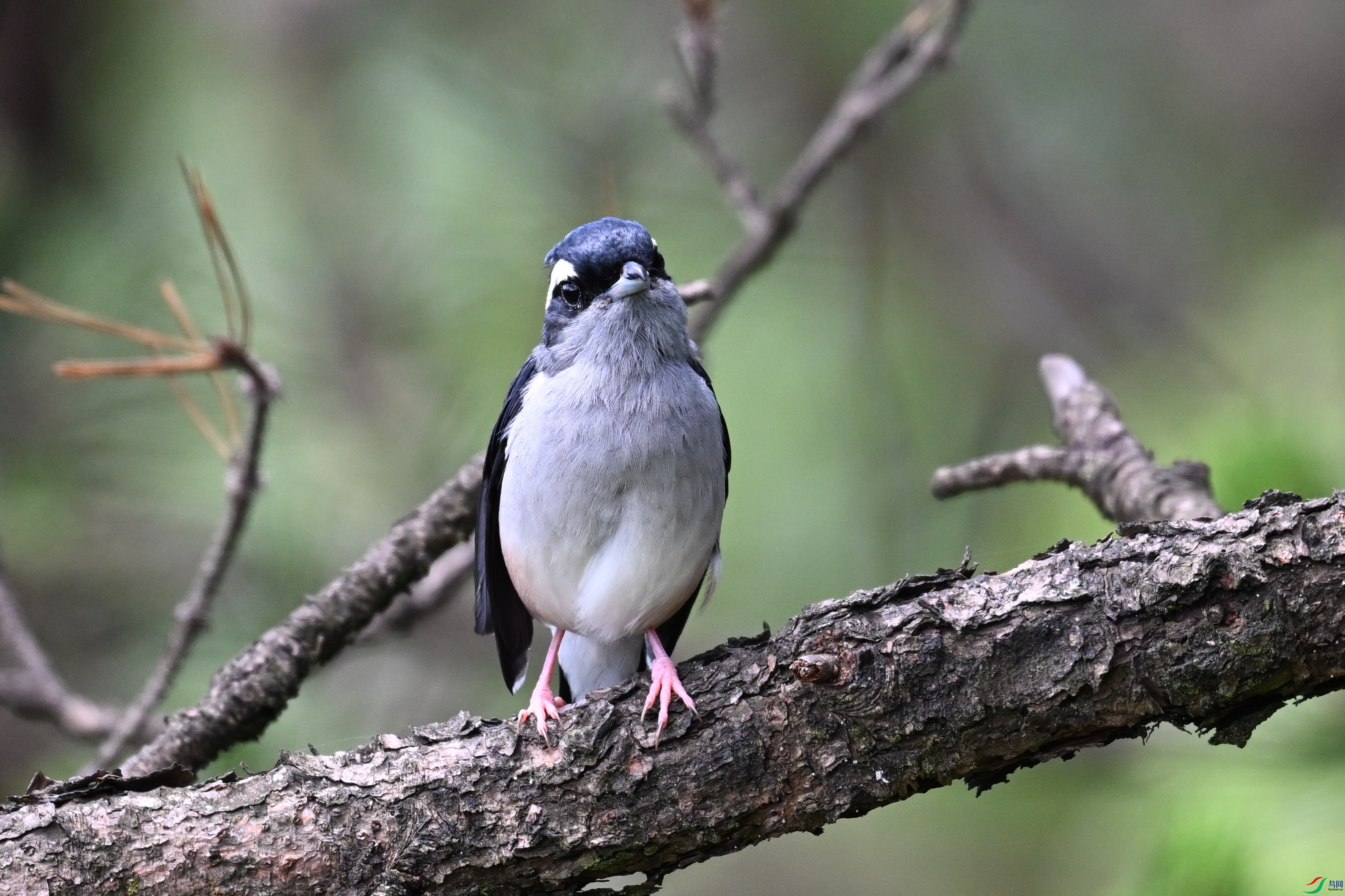 DSC_1372.JPG