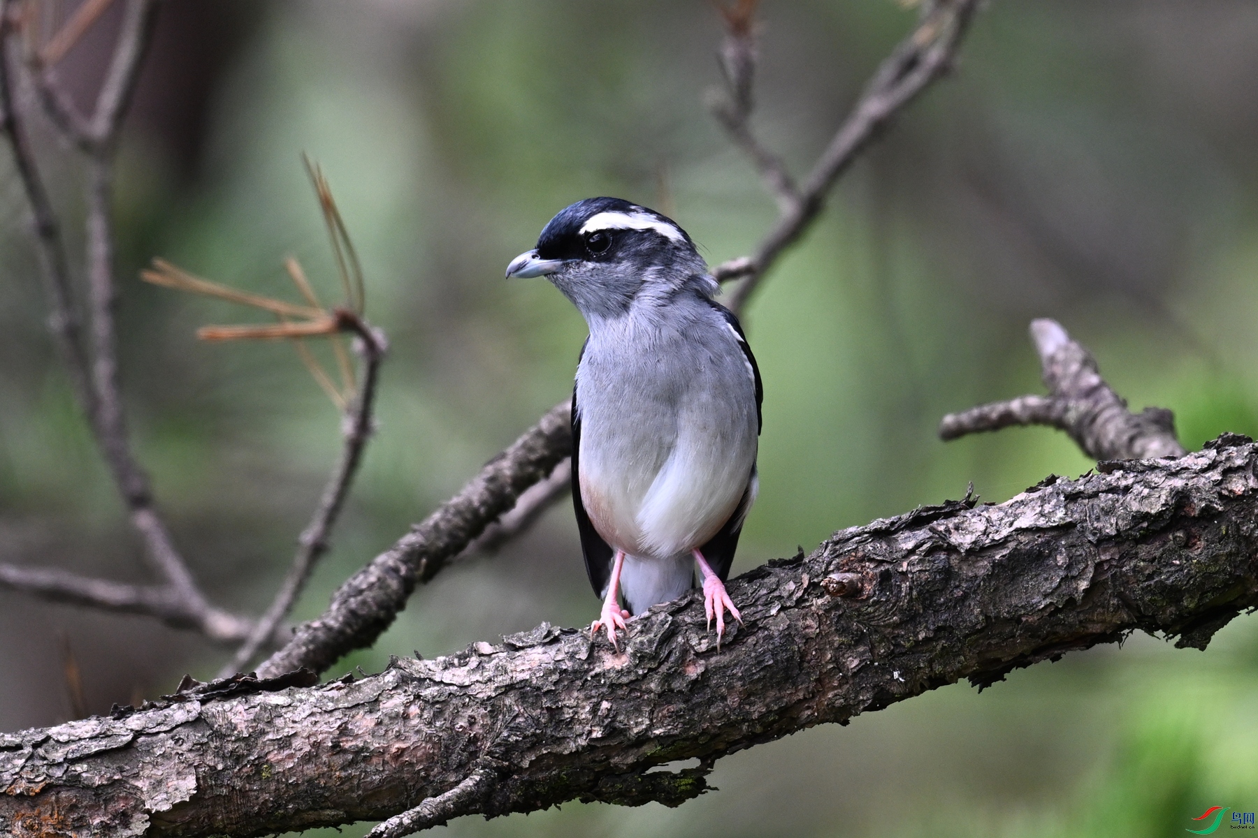 DSC_1367.JPG