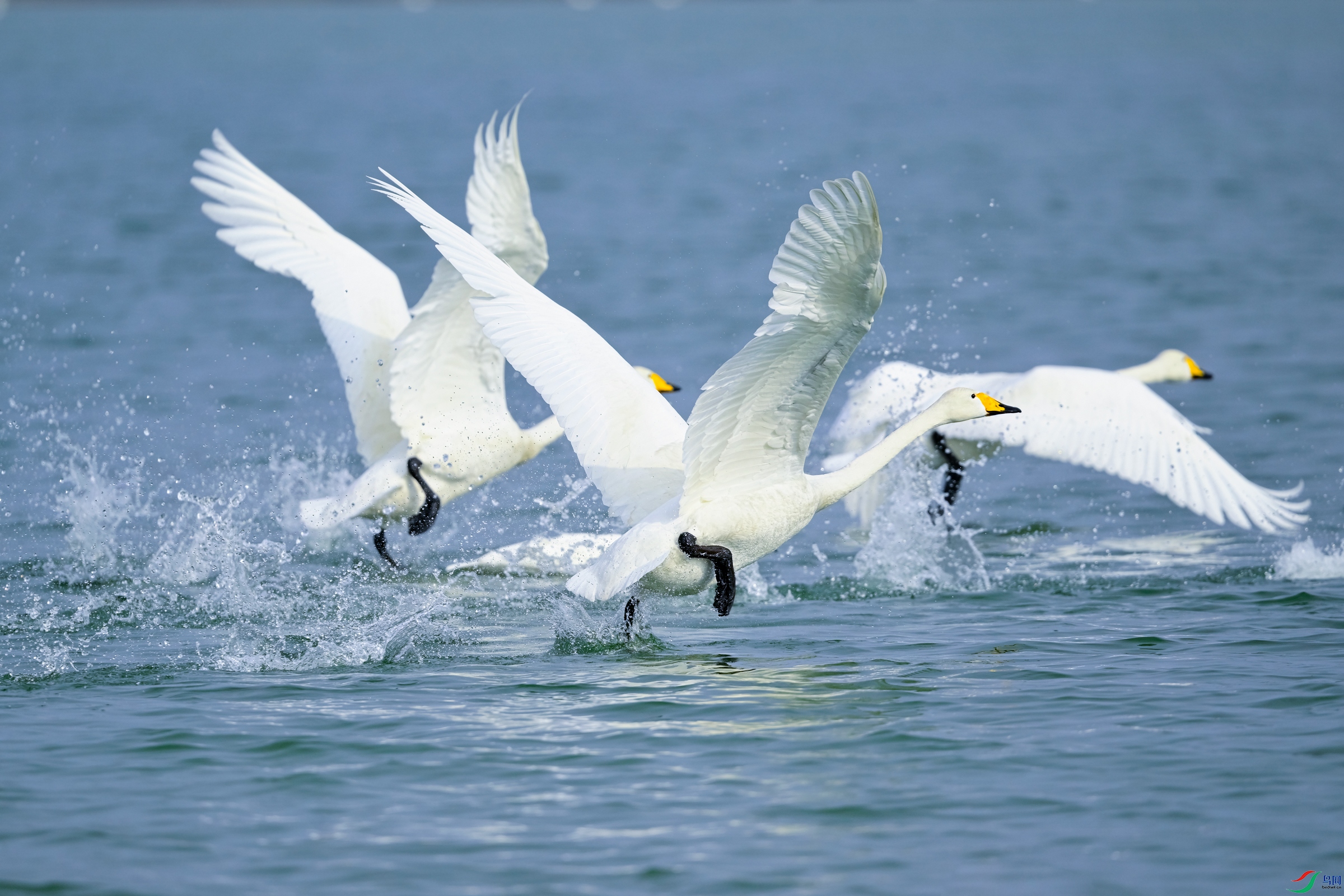 _DSC6385x.jpg