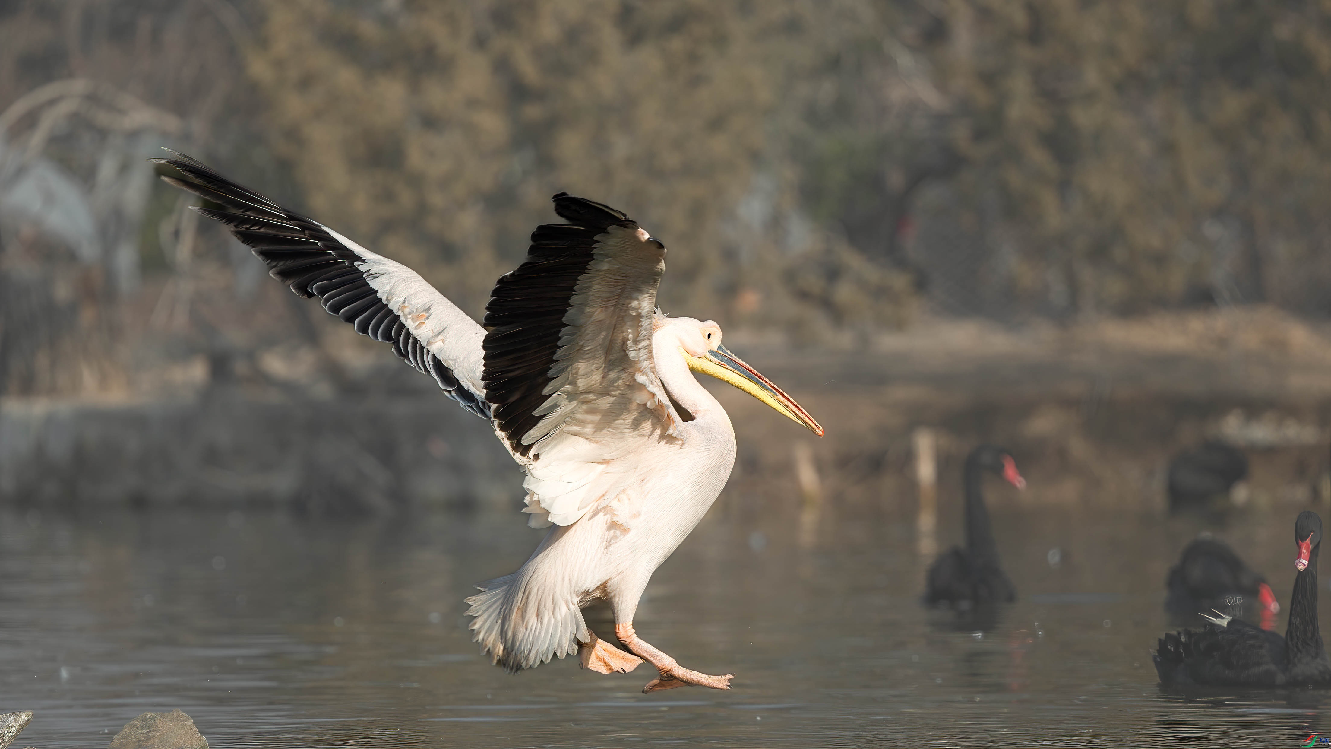 AQ4P7864-1.jpg