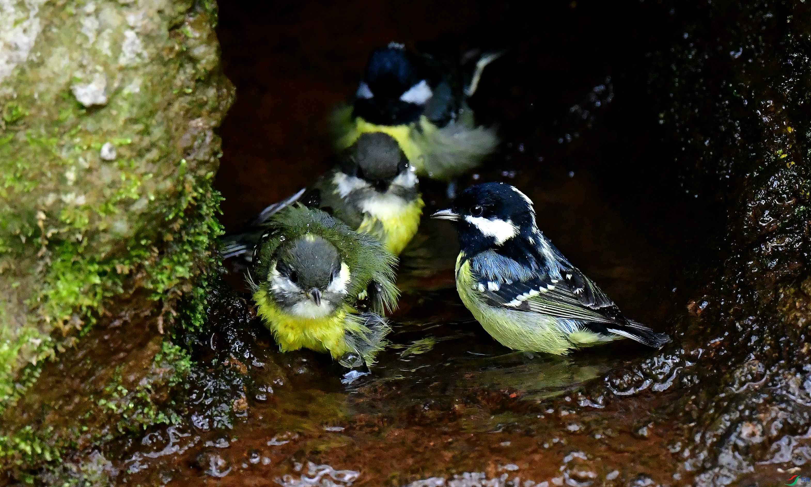 DSC_4446_conew1.jpg