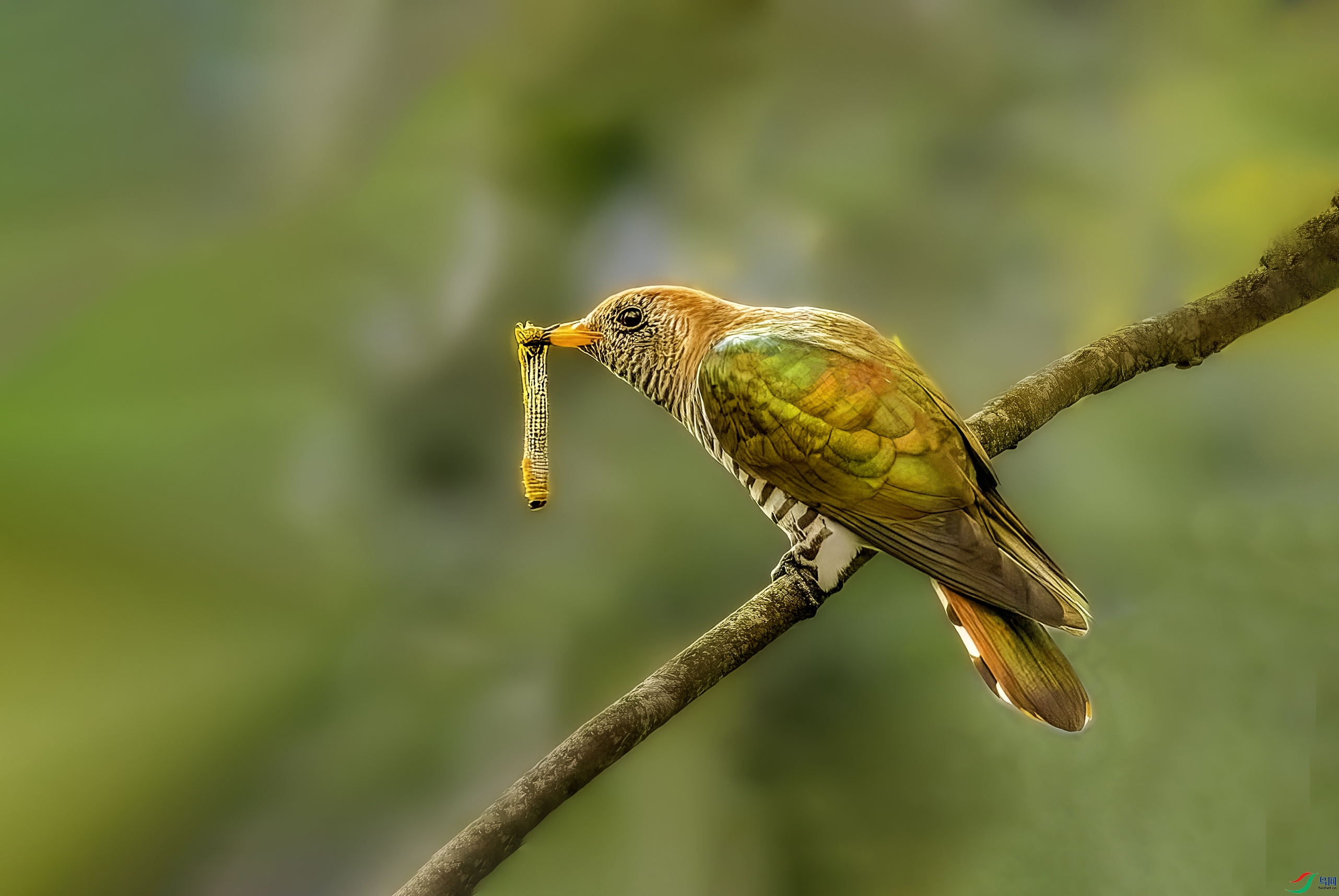 ��� ���� 2.jpg