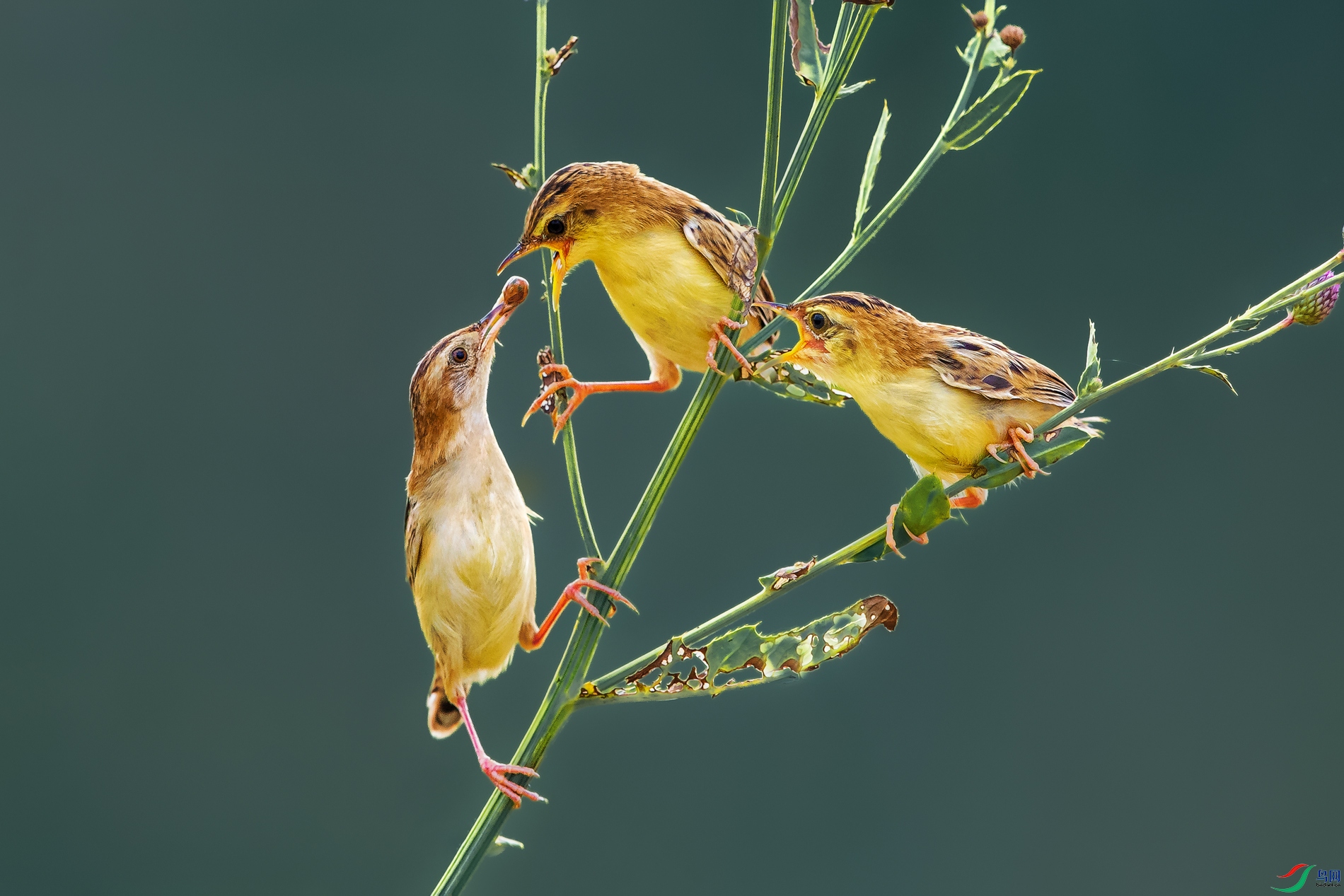 ����βݺ----�����²������� 