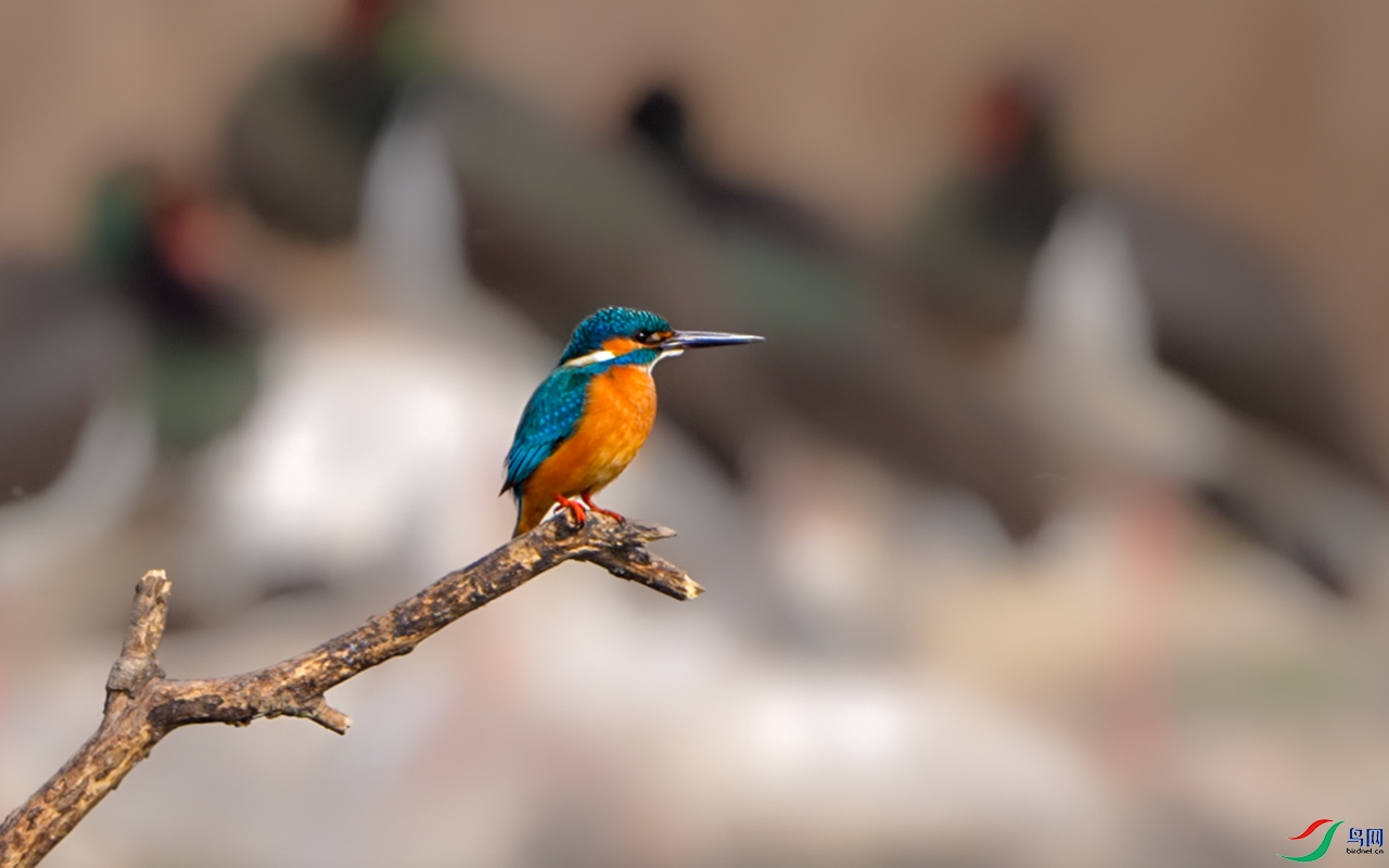 ΢��ͼƬ_2026-02-08_204801_486 ����.jpg