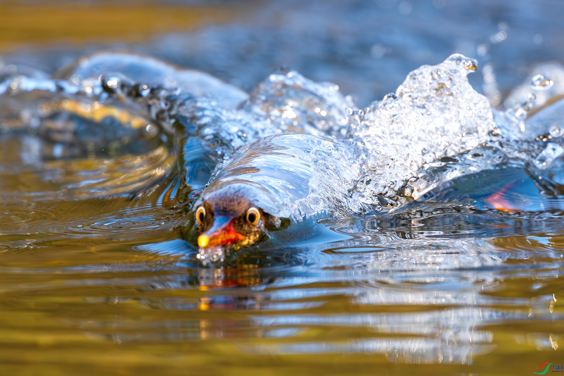 _F9A5027 ����.jpg