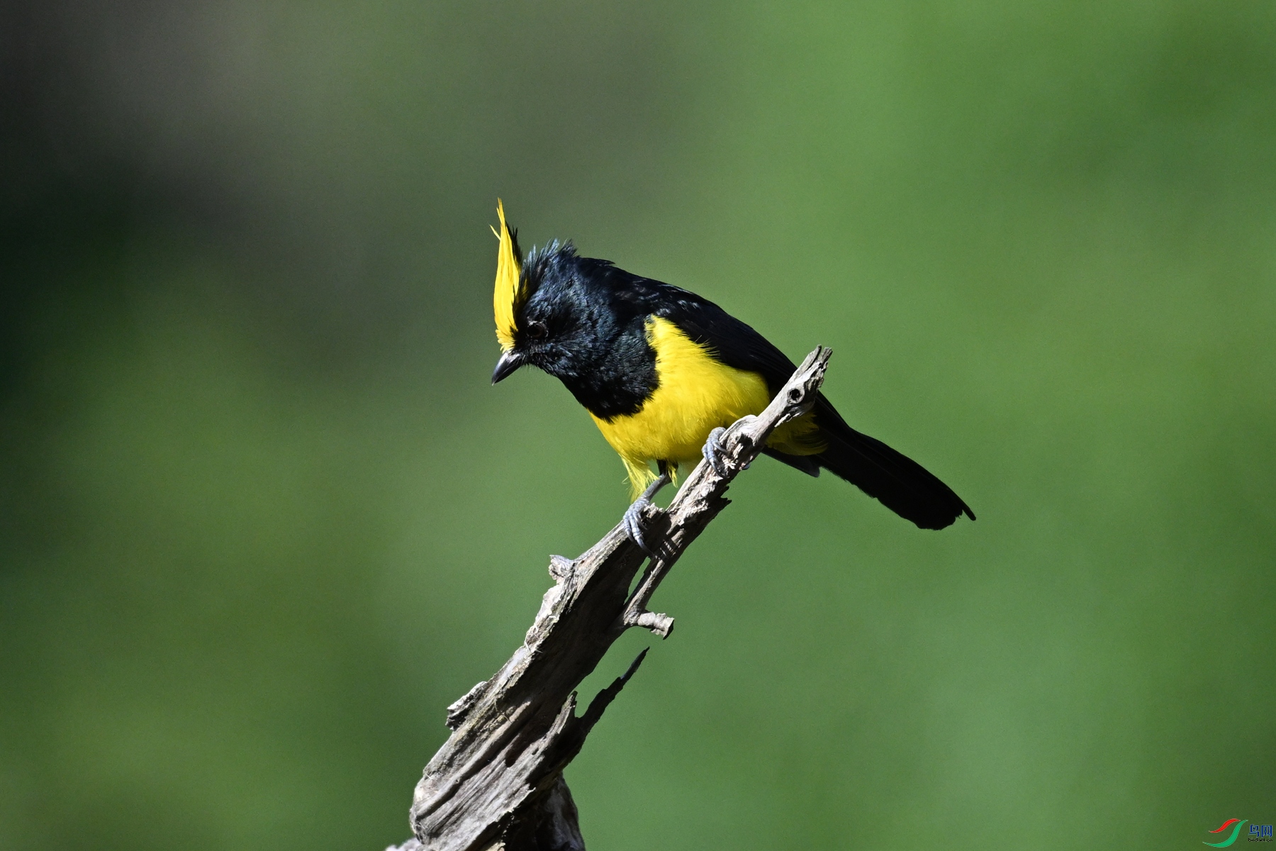 DSC_2368.JPG