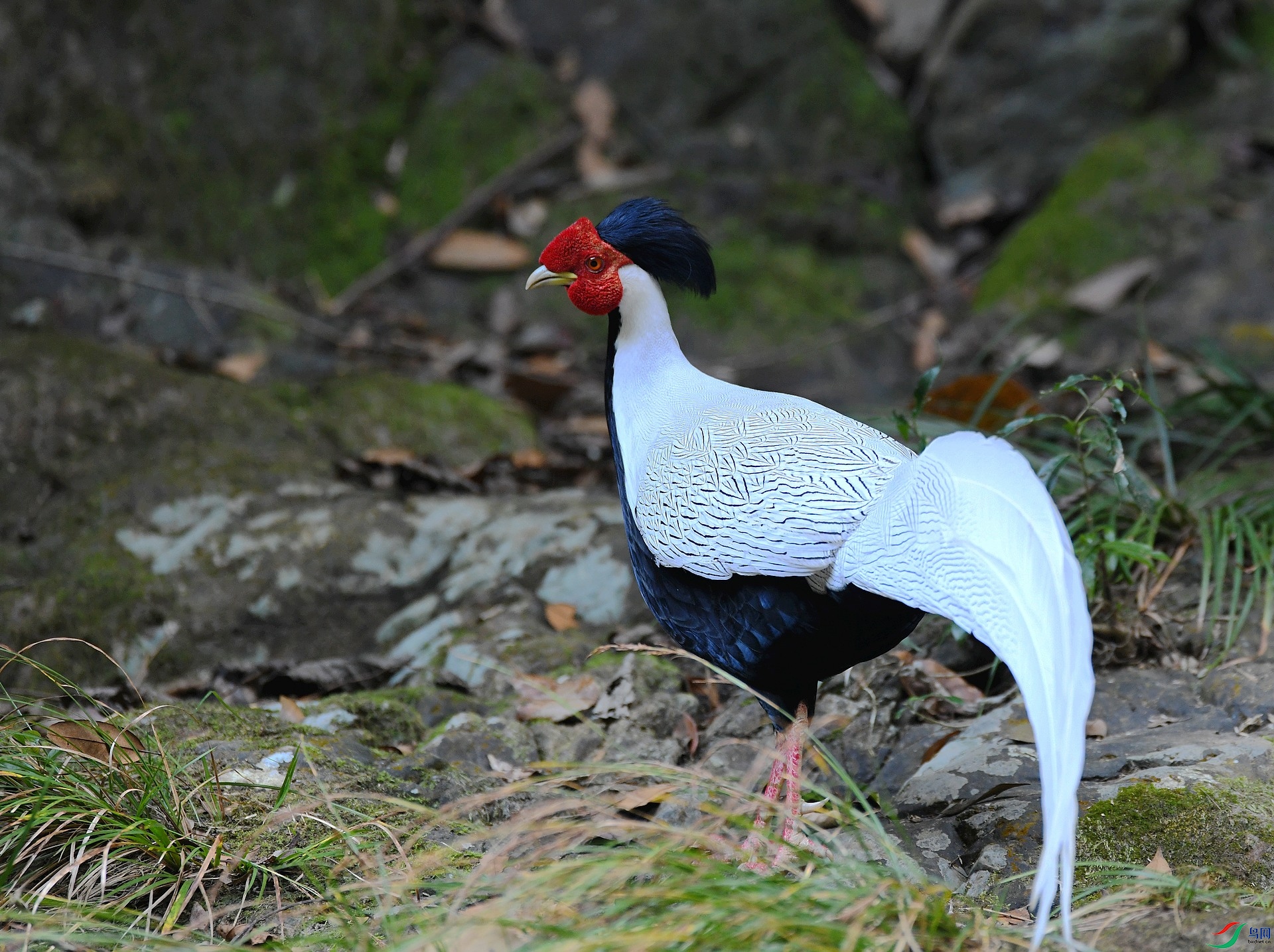 DSC_7145.jpg