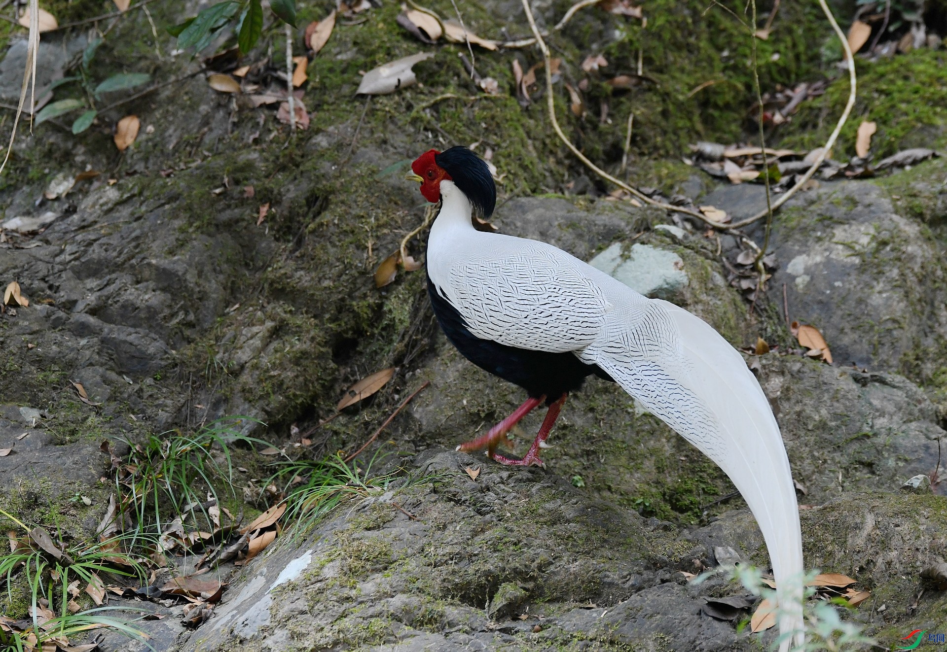 DSC_7132.jpg
