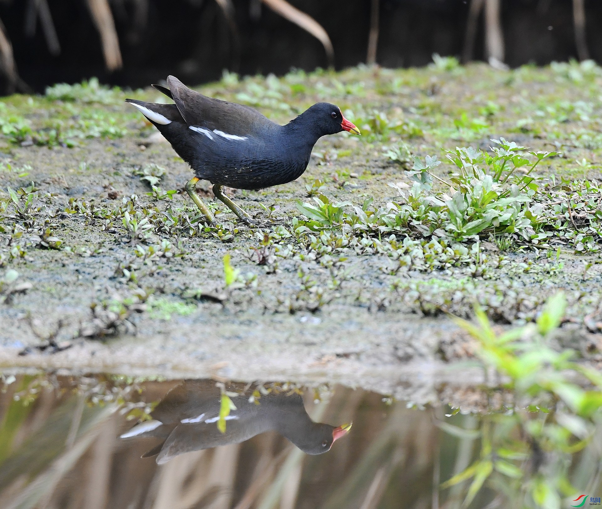 DSC_7106.jpg