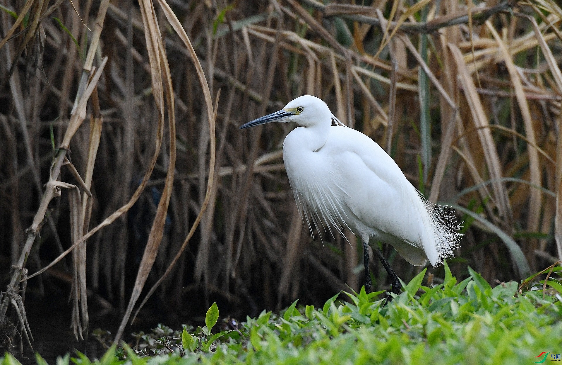 DSC_7004.jpg
