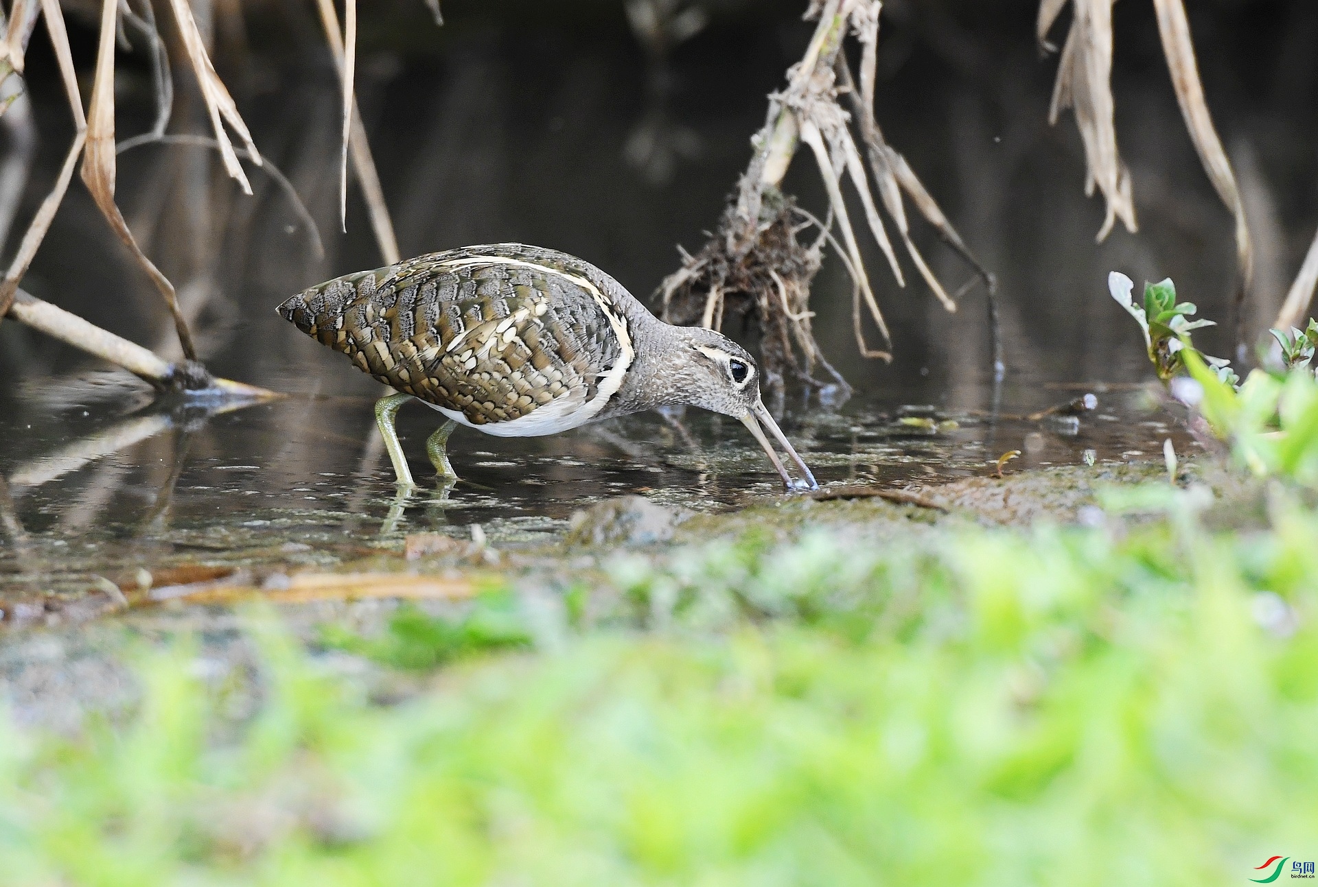 DSC_6764.jpg