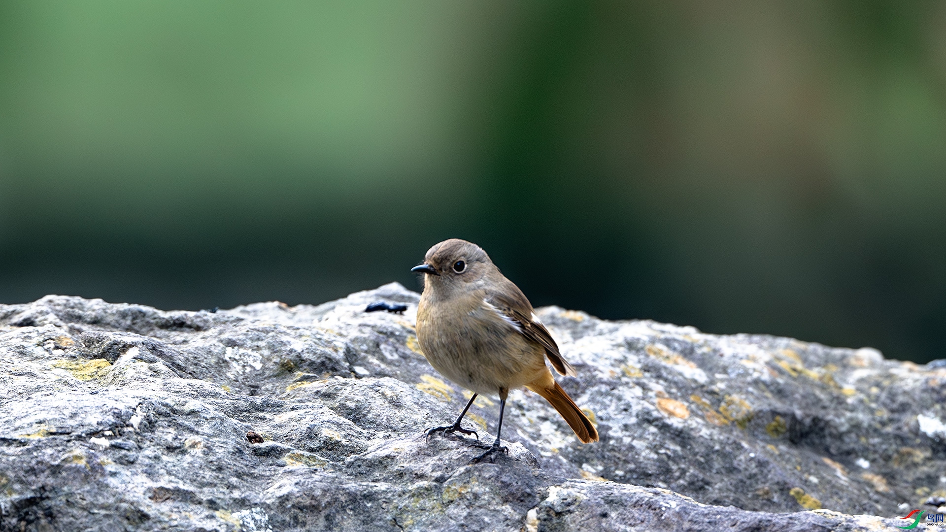 DSC_9846-����ǿ-NR ����.jpg