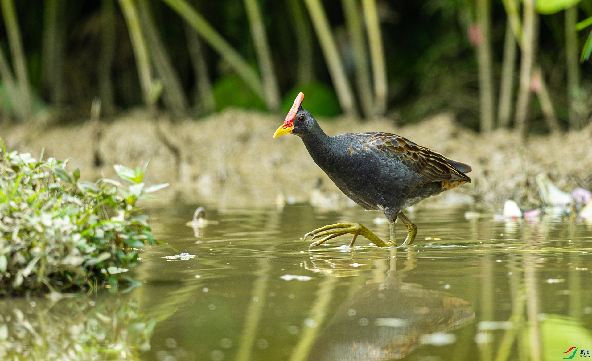 066A3373 ����.jpg