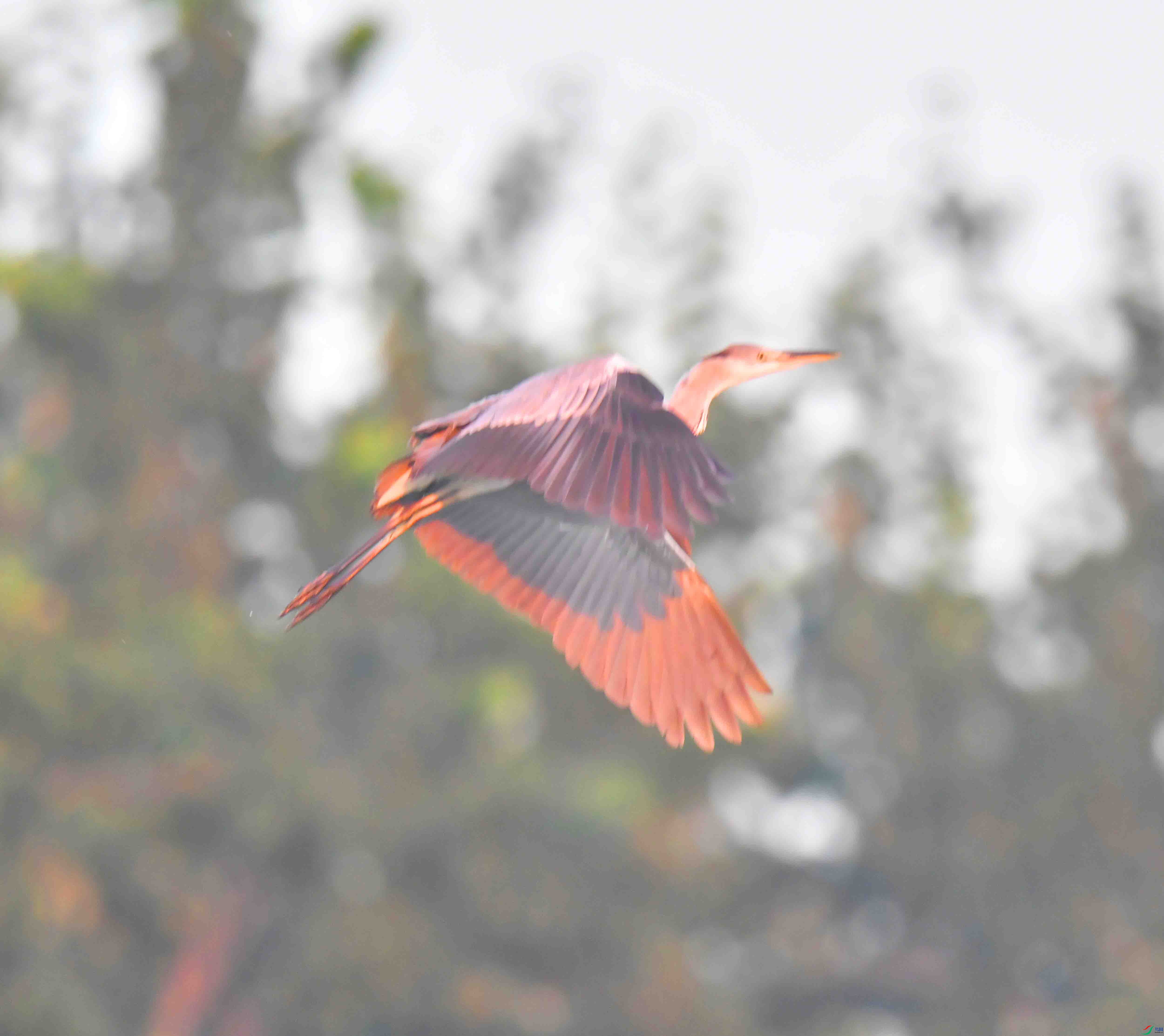 DSC_9962.JPG