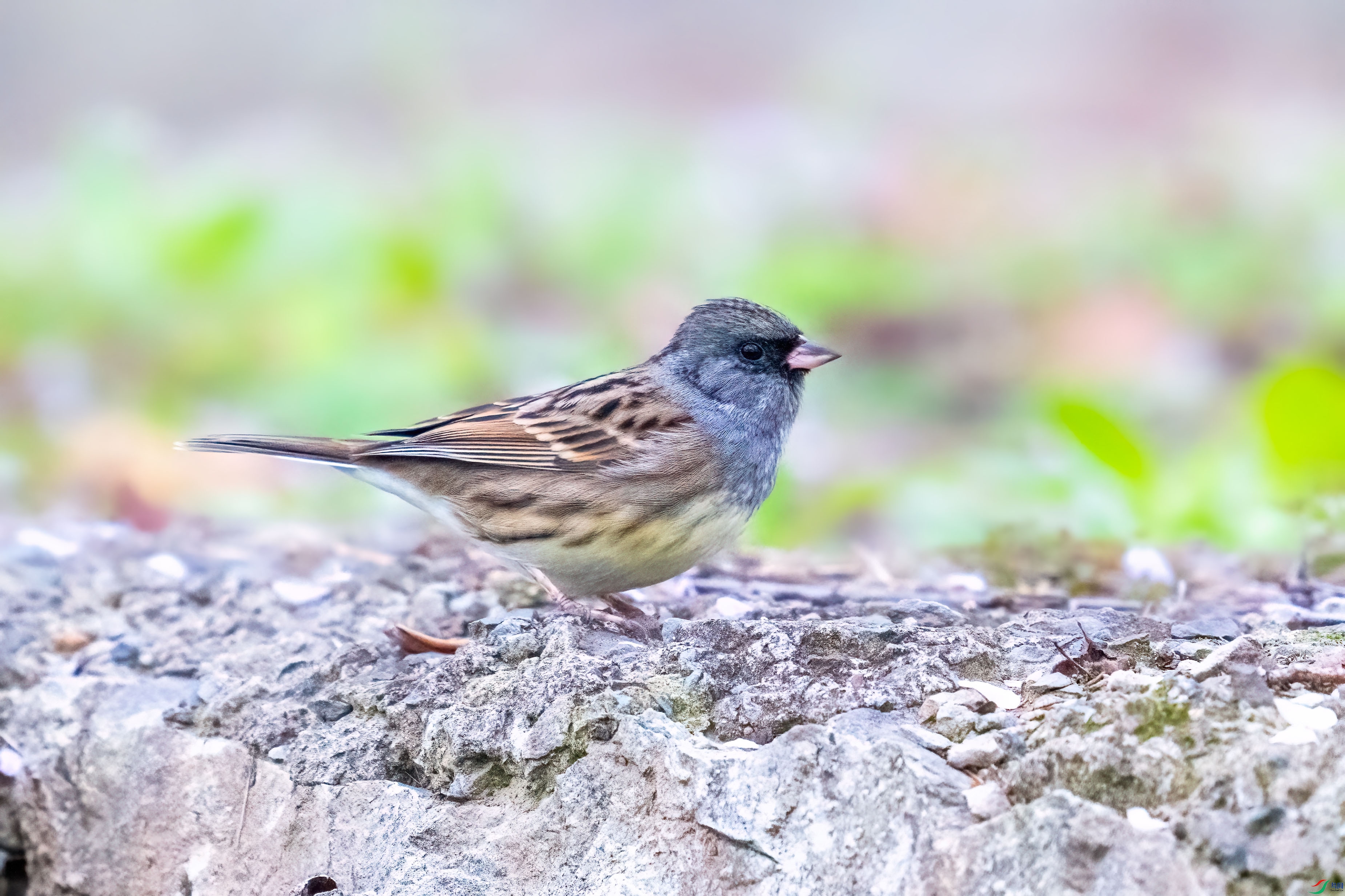 _DSC7665.jpg
