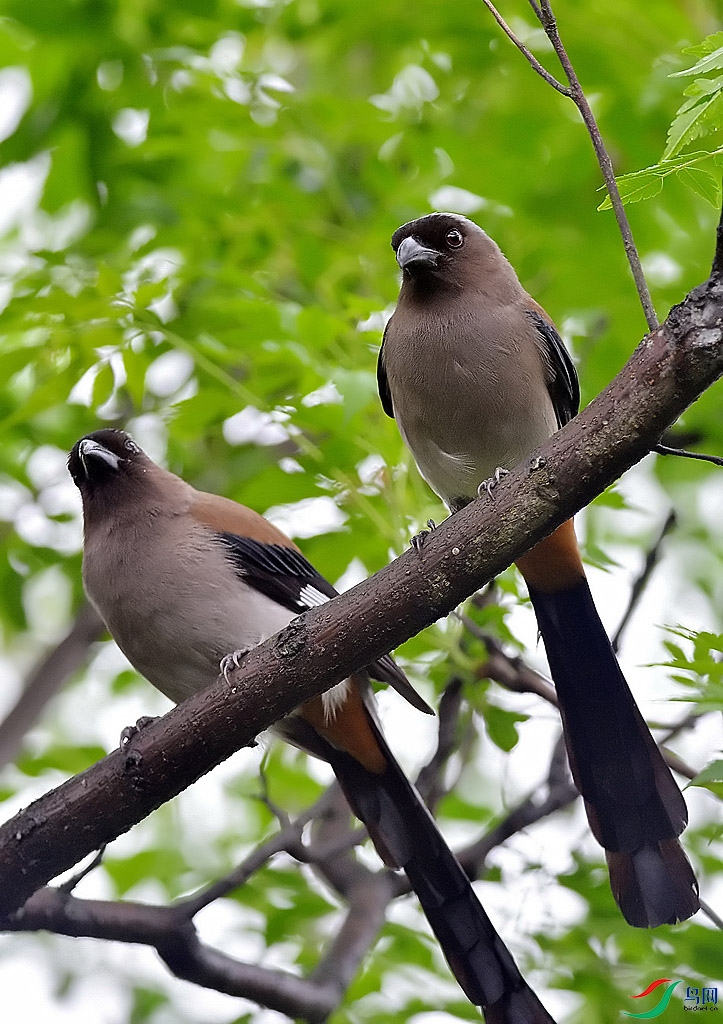 ̨������ȵ (2).jpg