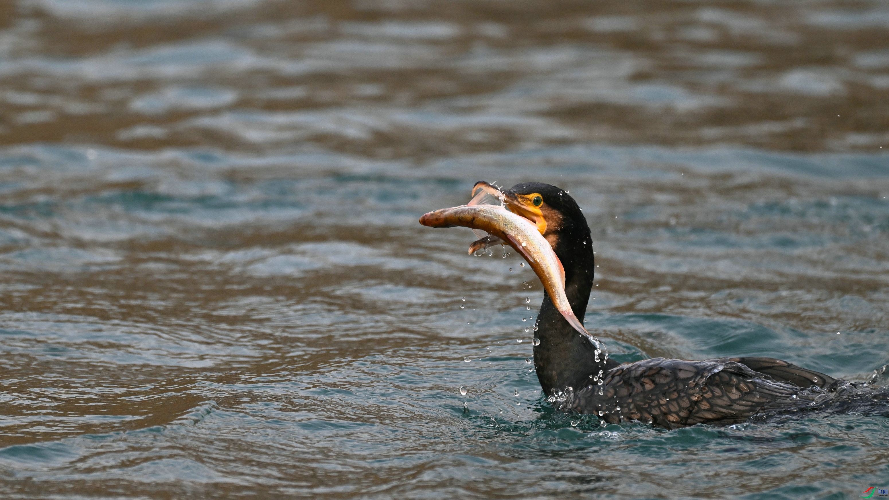 DSC_1873.JPG