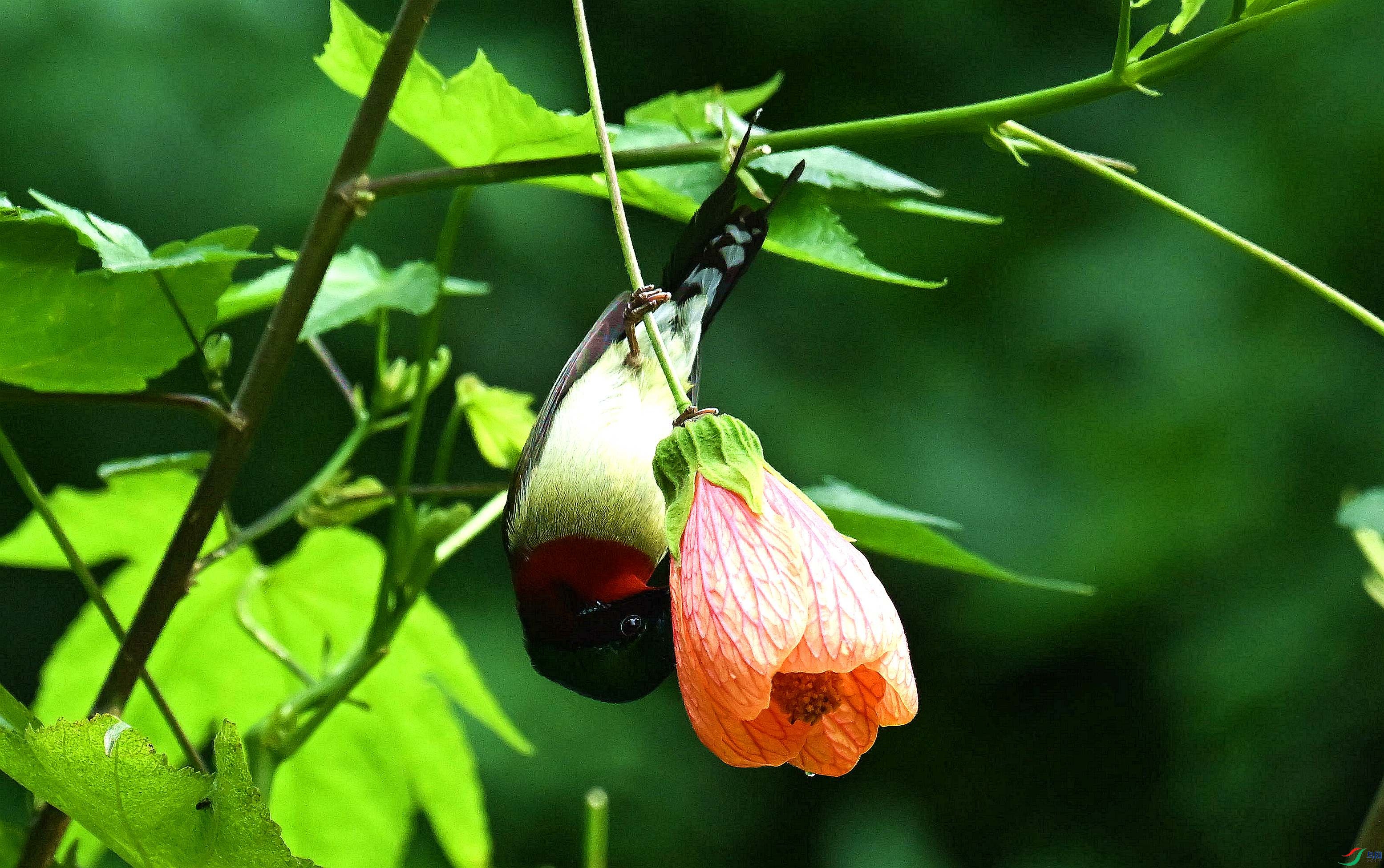 DSC_3100_����.jpg