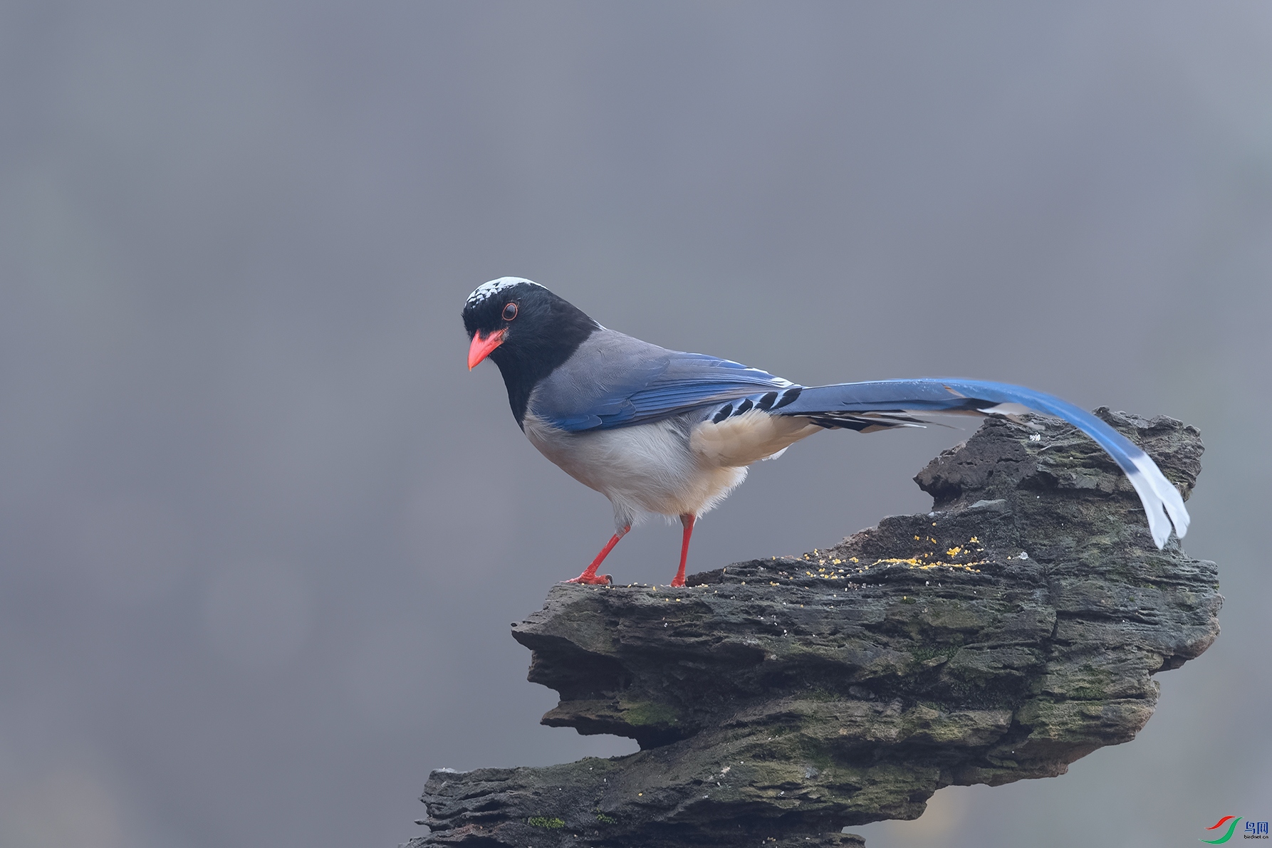 5DSC_7983_DxOa.jpg