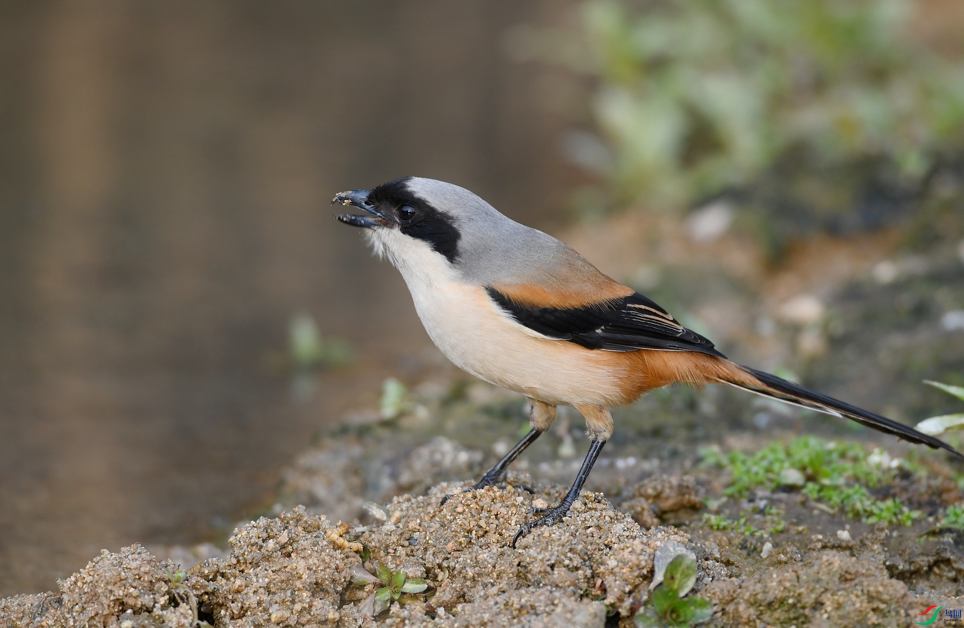 DSC_6522.jpg