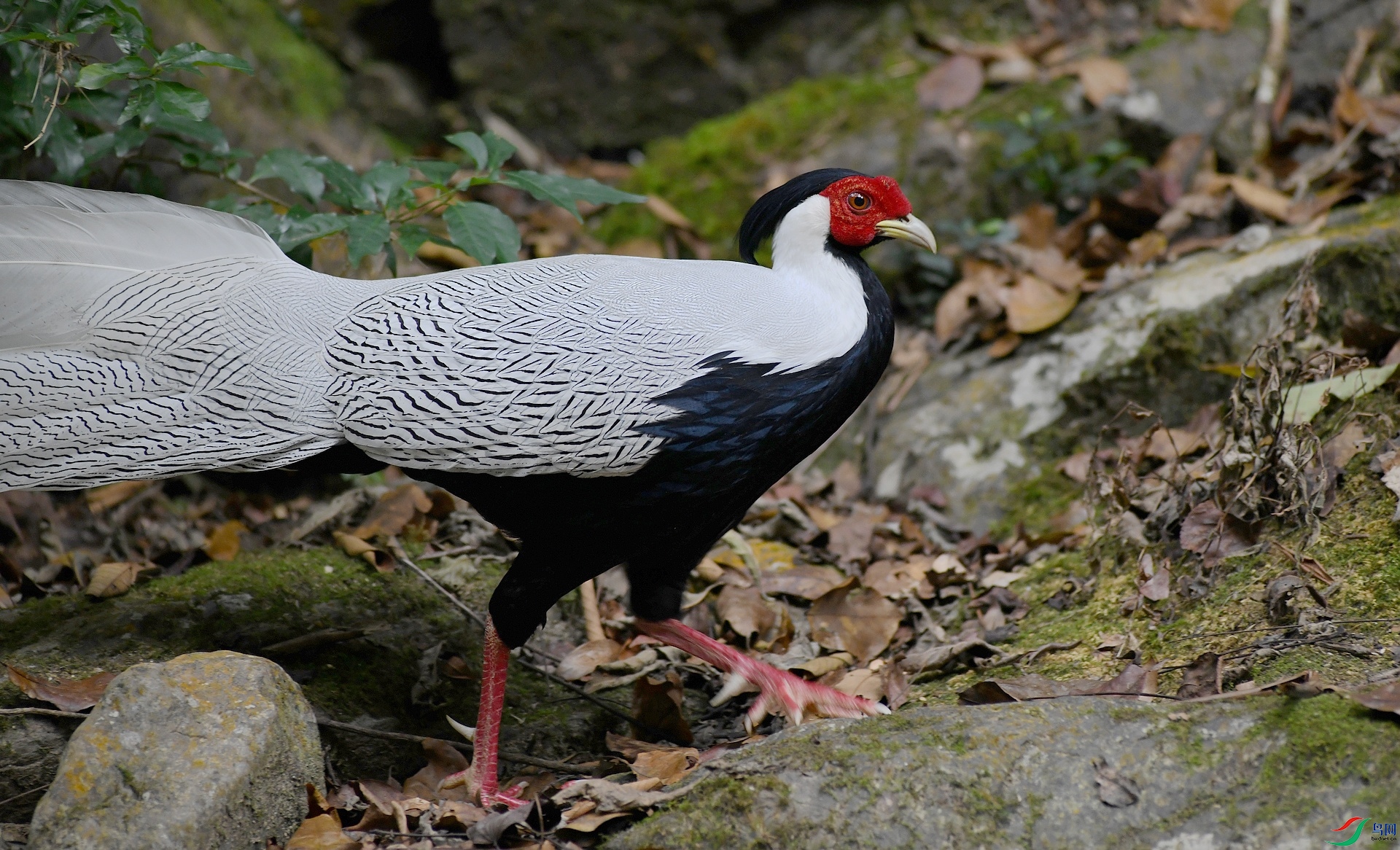 DSC_7000.jpg