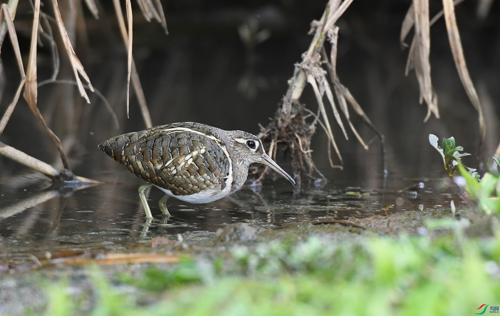 DSC_6765.jpg