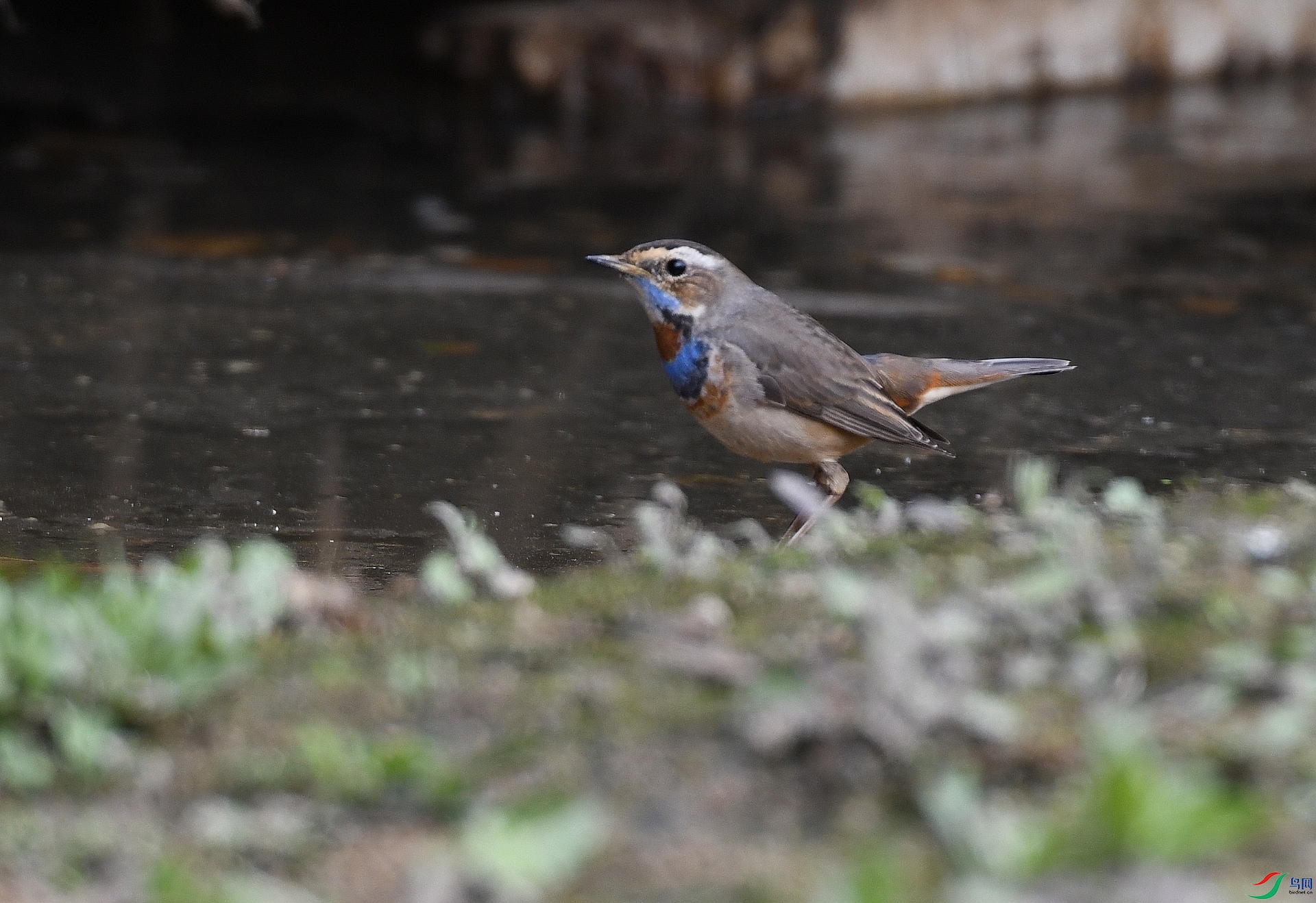 DSC_3196.jpg