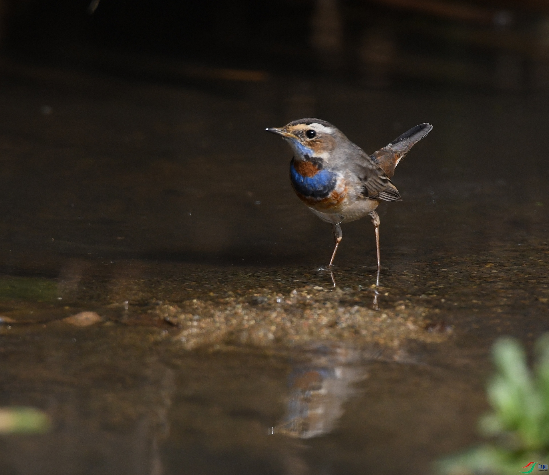 DSC_3250.jpg
