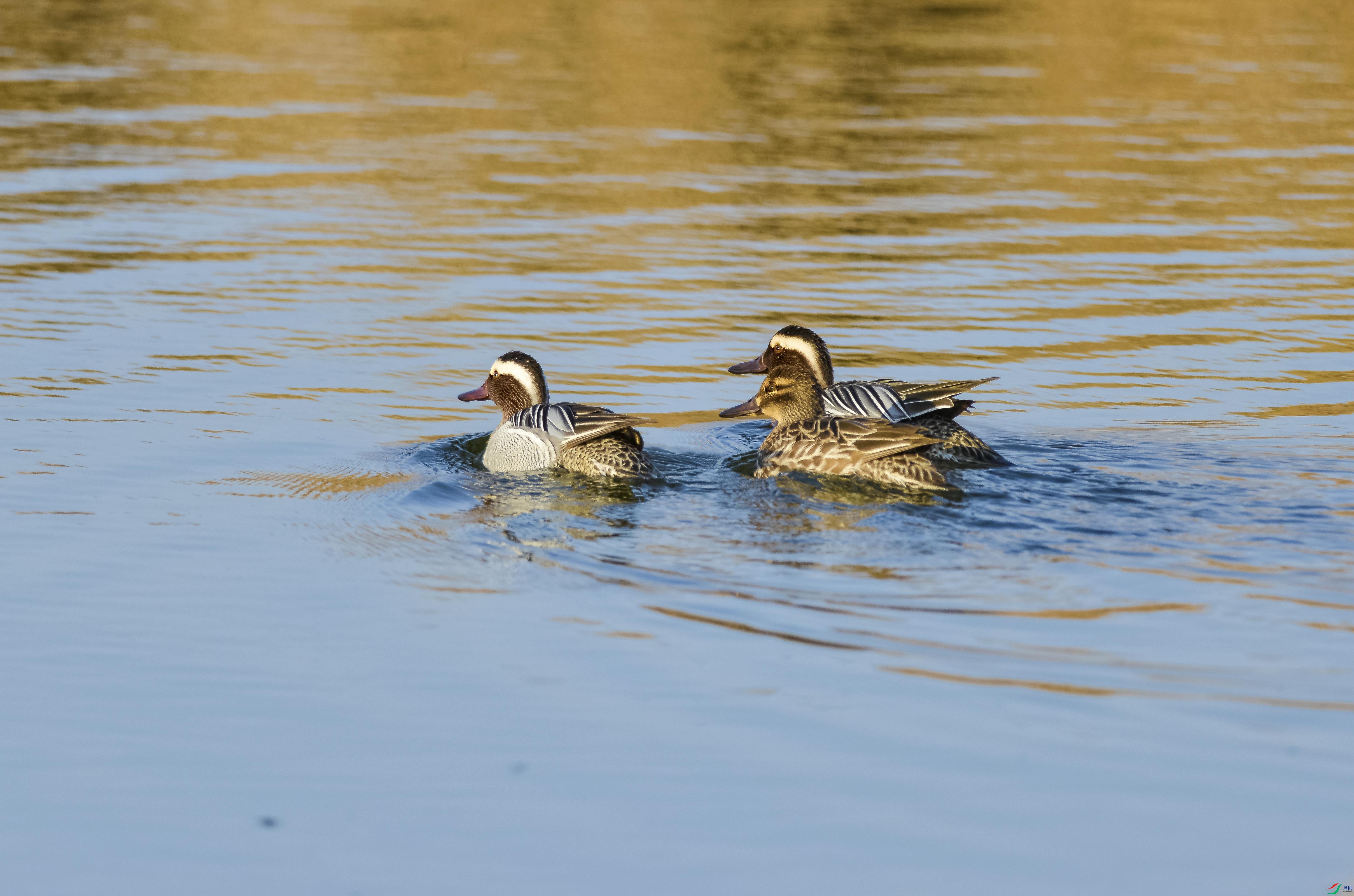 DSC_6842.jpg