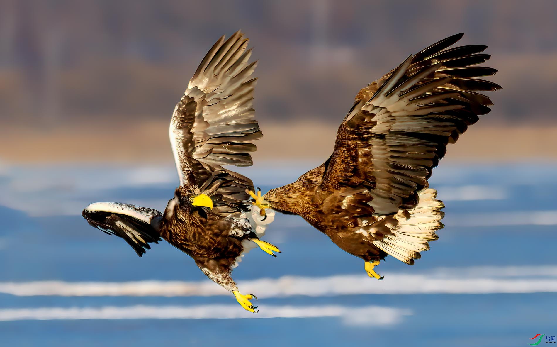 ��צ����