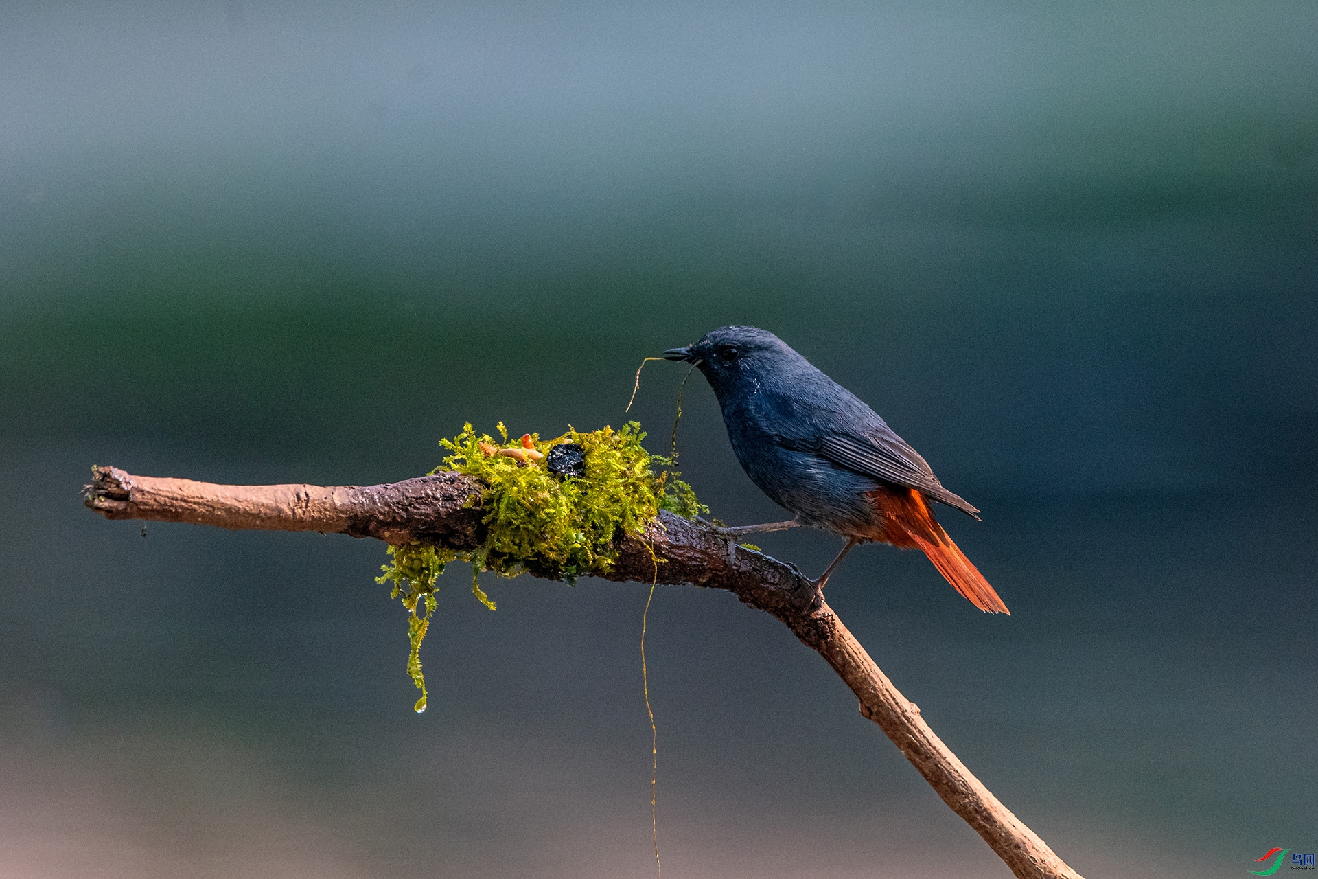 _AUU9919��βˮ�(25.3.28).jpg