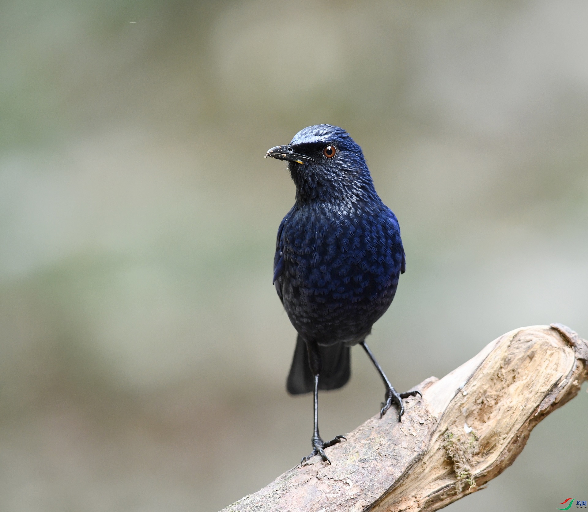 DSC_5917.jpg