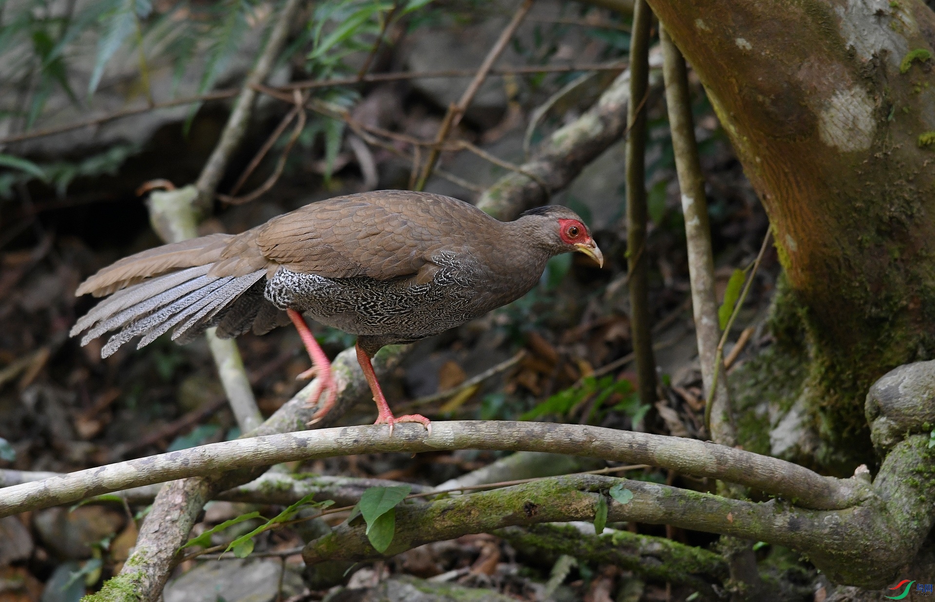 DSC_6003.jpg
