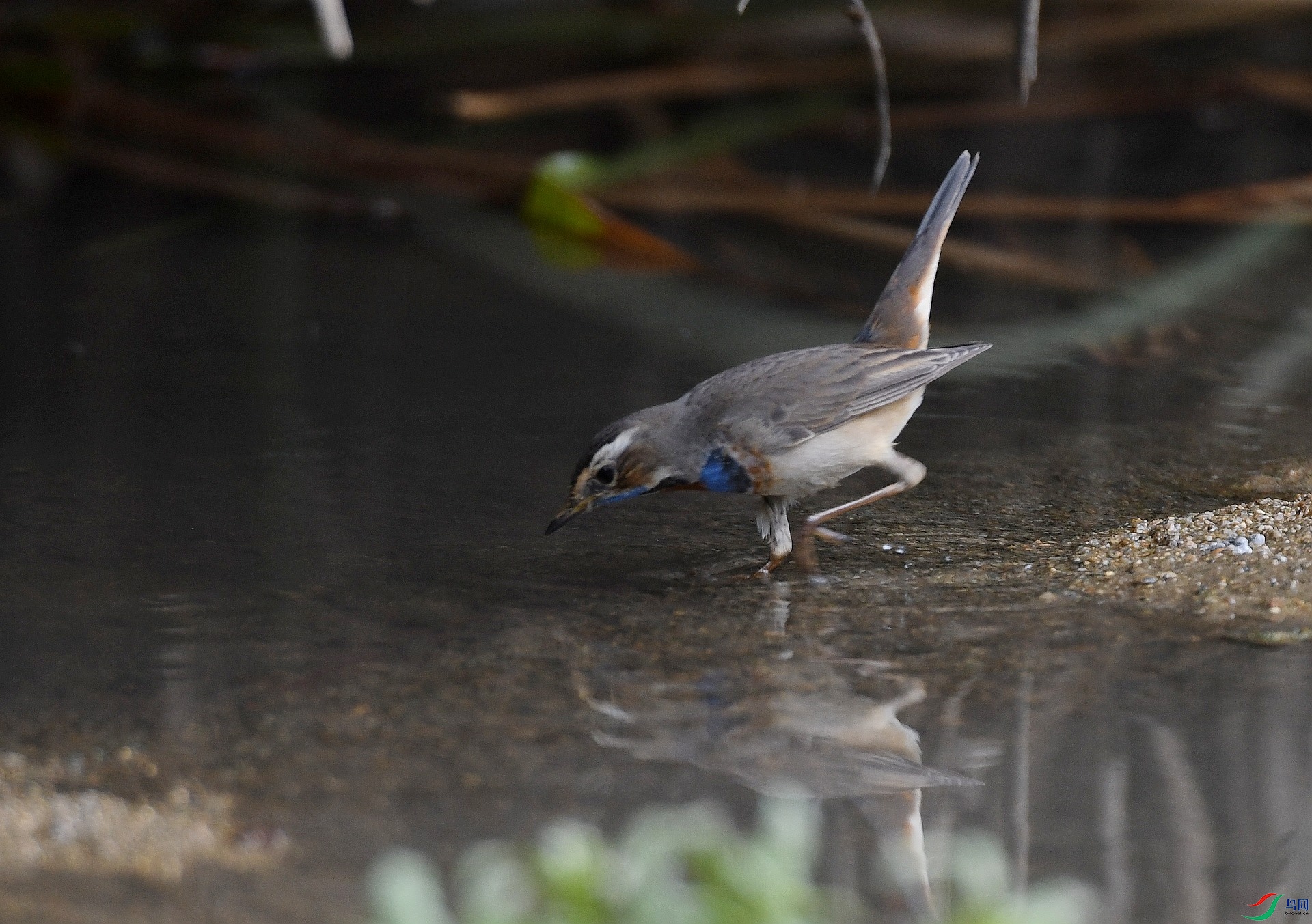 DSC_3411.jpg