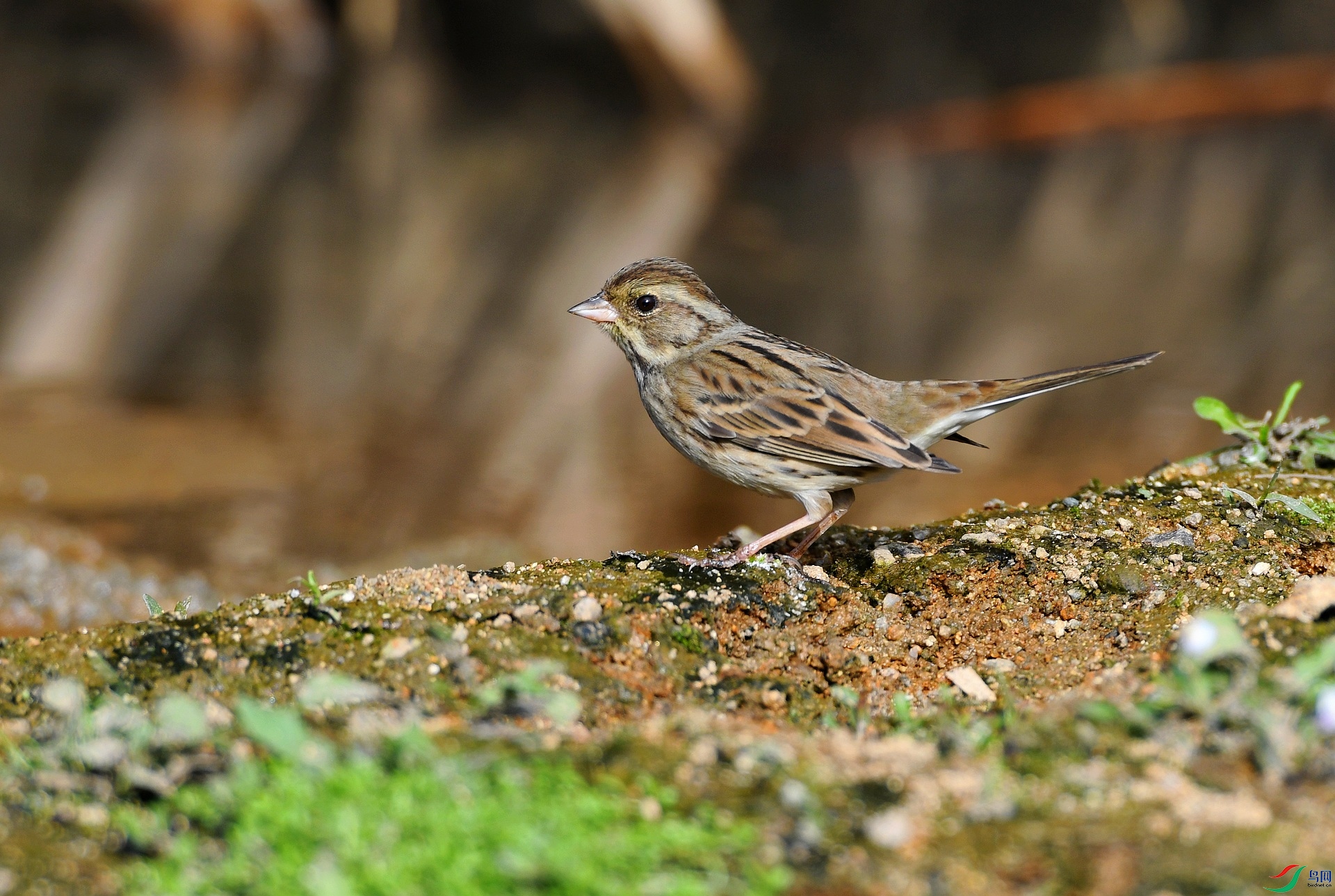 DSC_6021.jpg