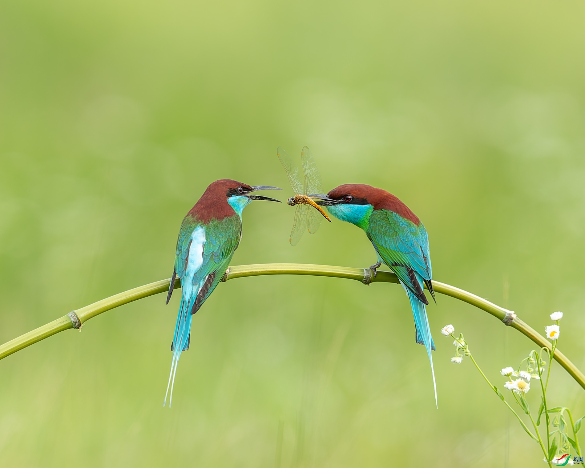 _91I8933-DxO_DeepPRIME XD2s.jpg