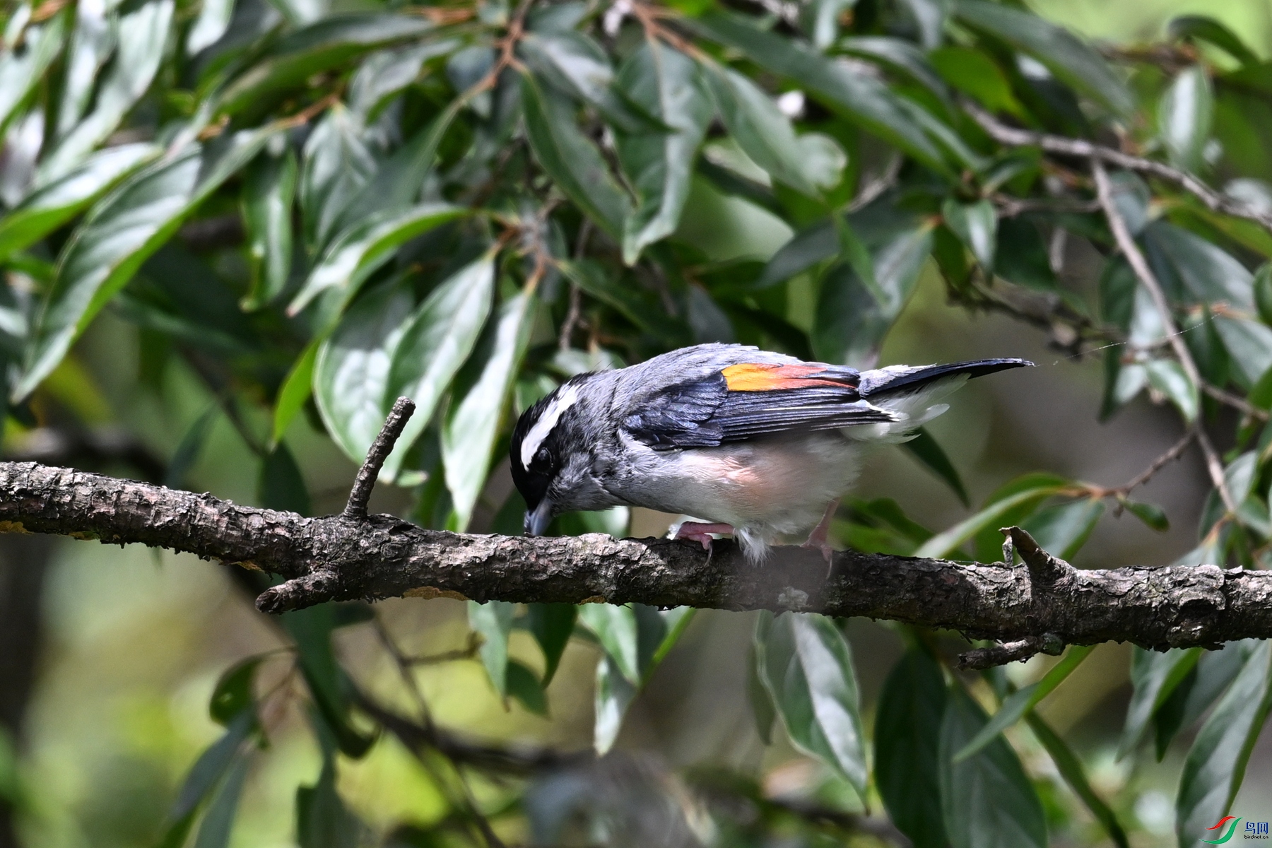 DSC_1409.JPG