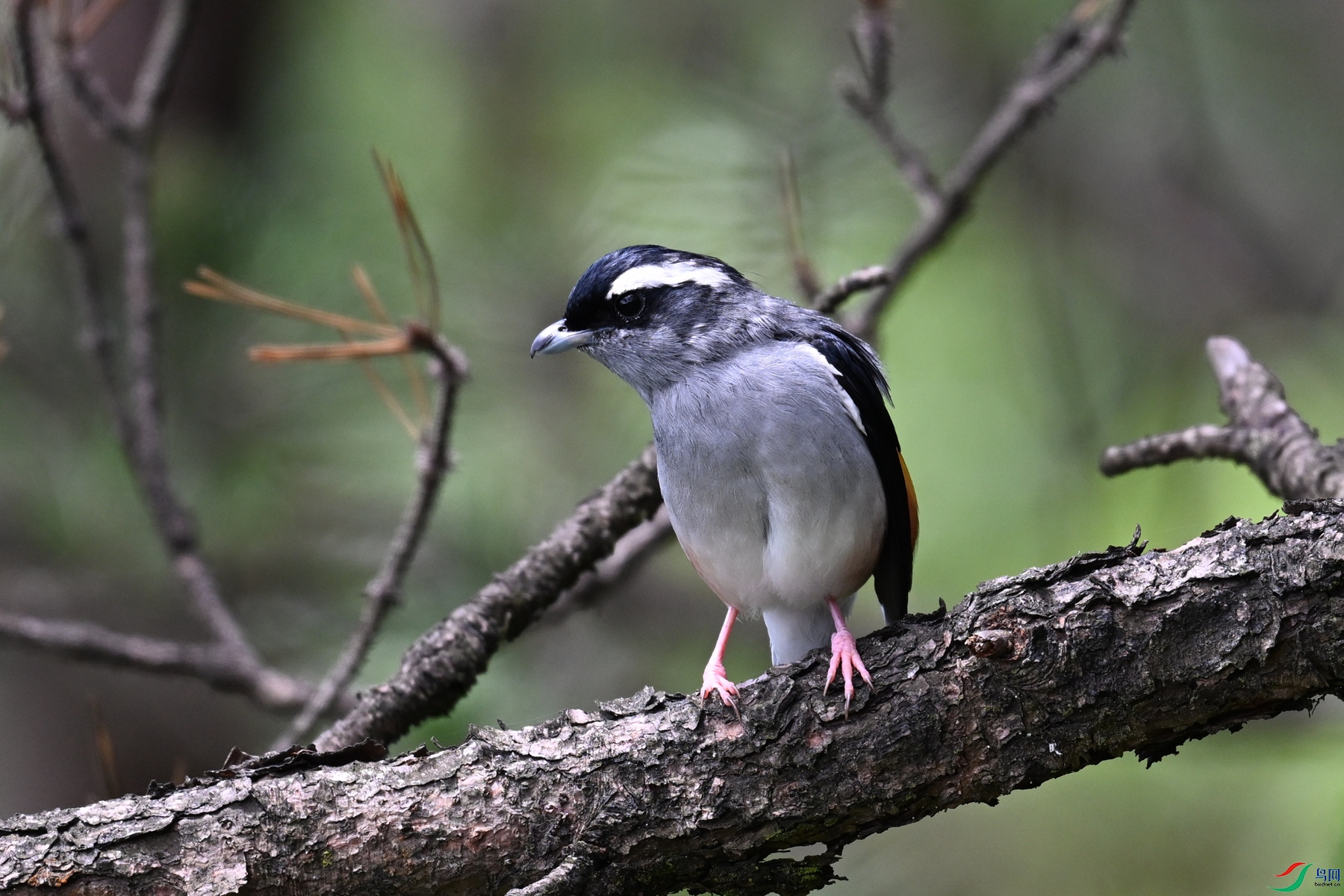 DSC_1384.JPG